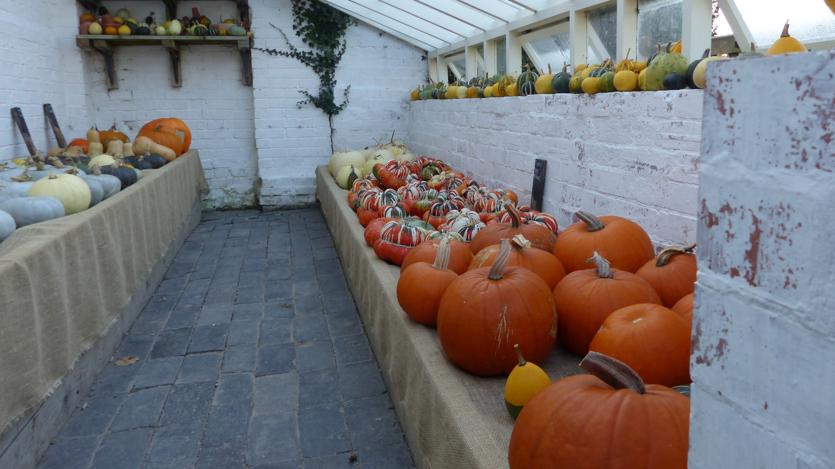 Pumpkin and gourd display at Baddesley Clinton, Warwickshire