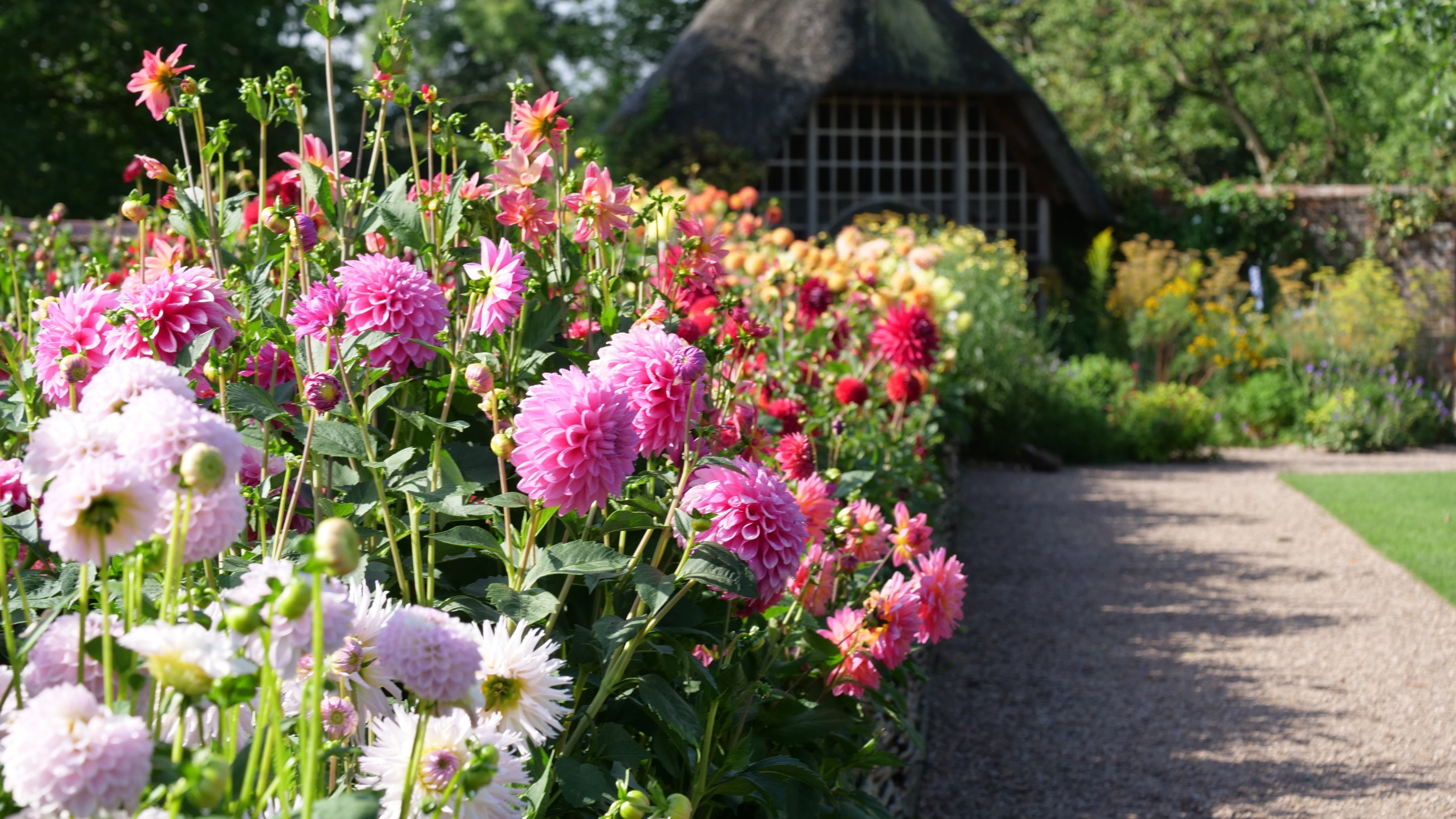 A garden border full of colourful dahlias alongside a gravel path, at the end of the path is a thatched summerhouse.