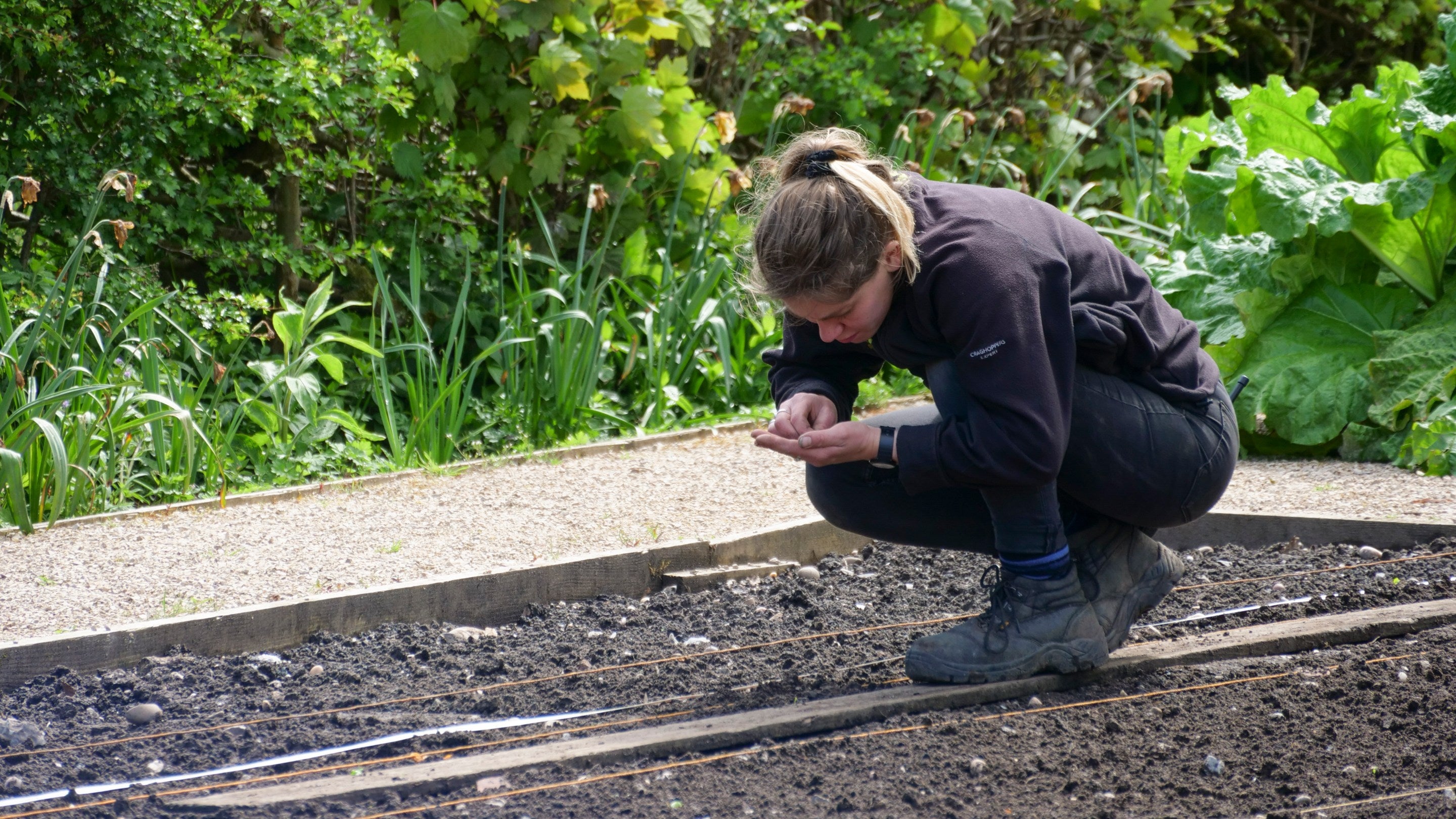 A gardener carefully planting carrot seeds in rows at Baddesley Clinton, Warwickshire