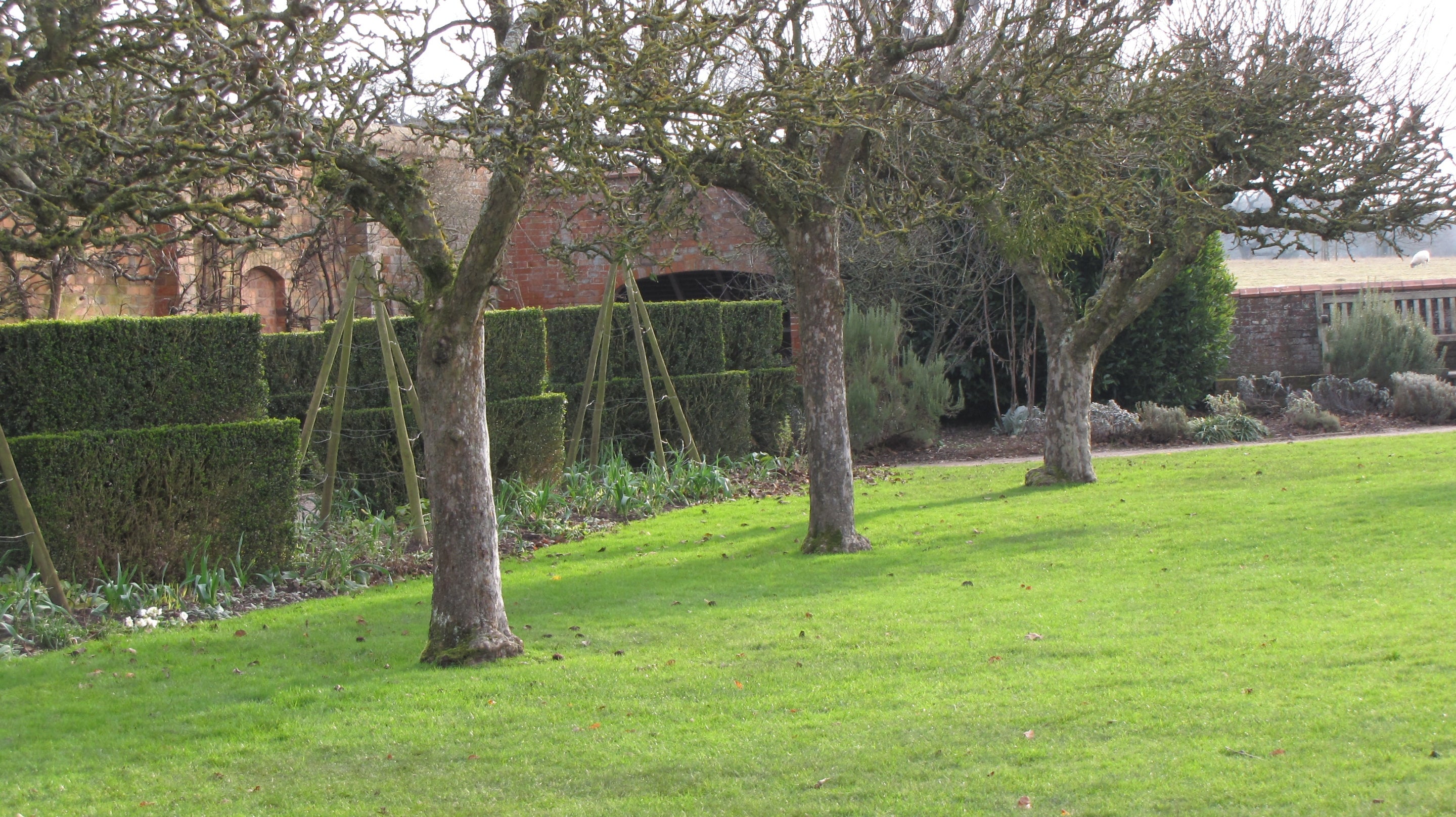 A view of the clipped hedges in the wintry Walled Garden at Baddesley Clinton, Warwickshire