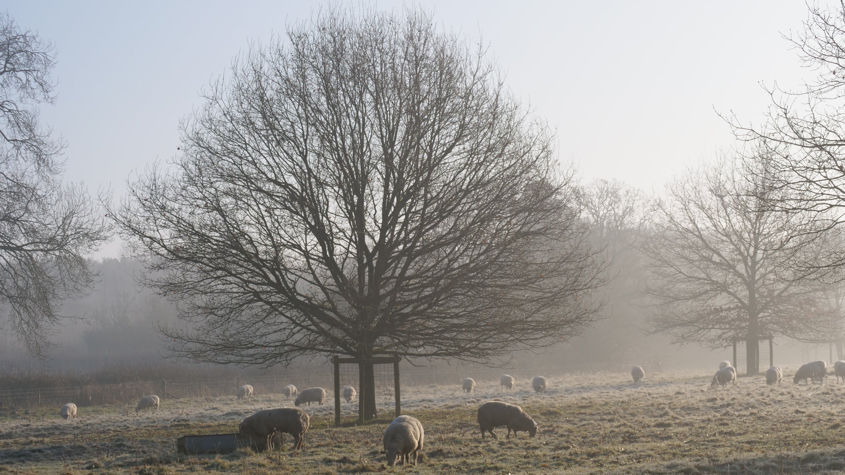 A wintry view of the parkland at Baddesley Clinton, Warwickshire, with a flock of sheep