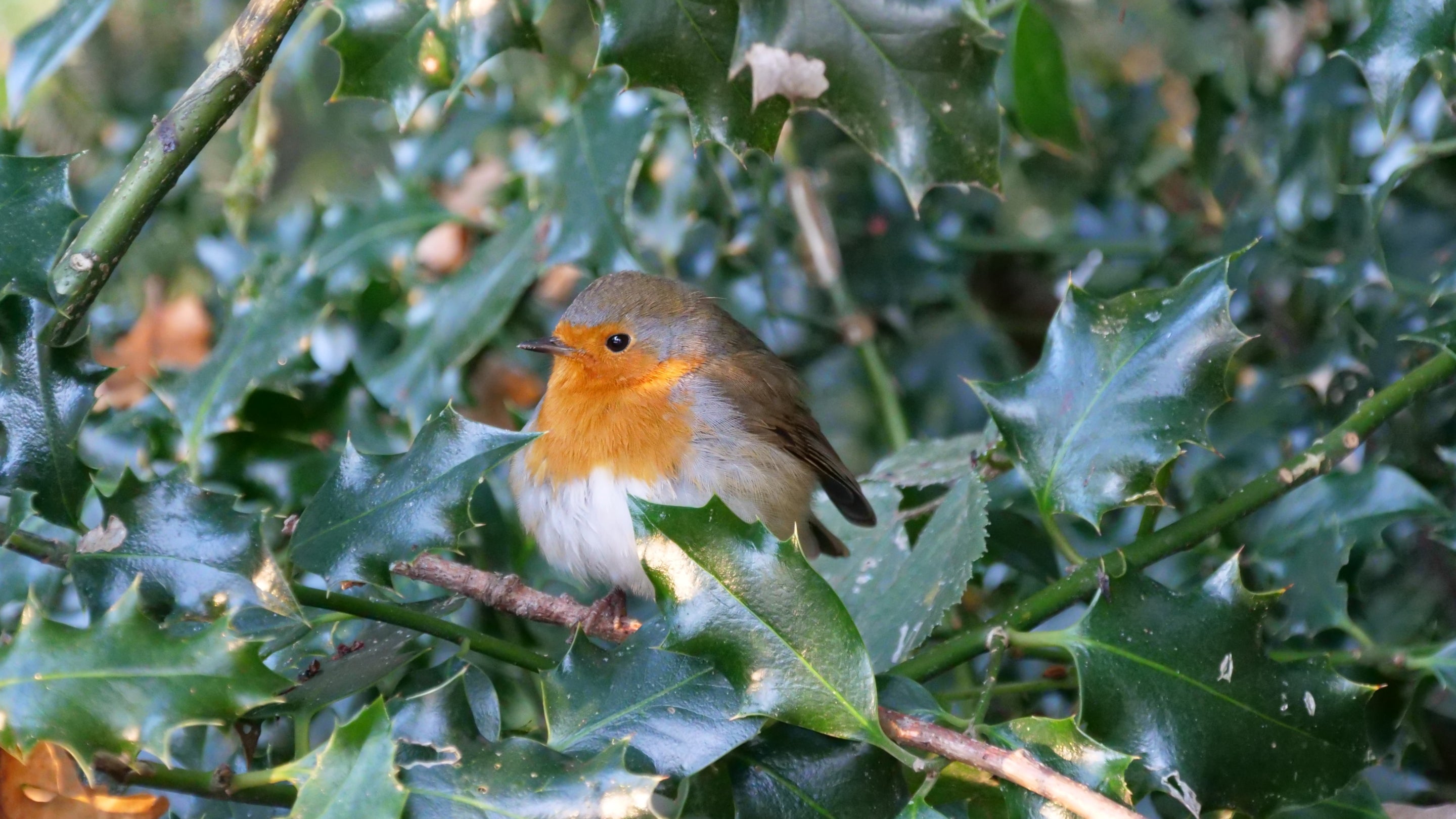 A robin sitting on a holly bush at Baddesley Clinton, Warwickshire