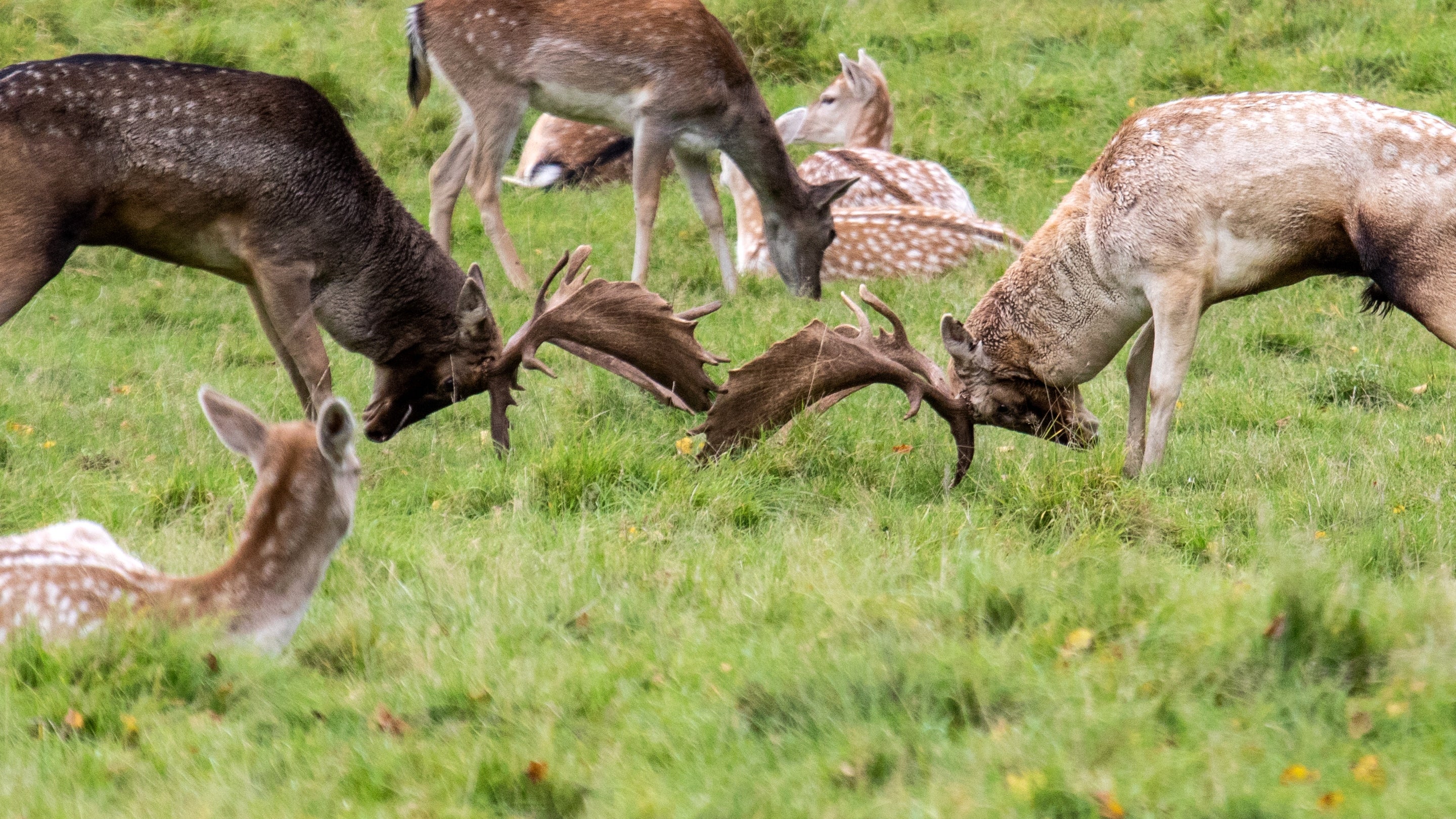 Bucks Rutting at Charlecote Park, Warwickshire