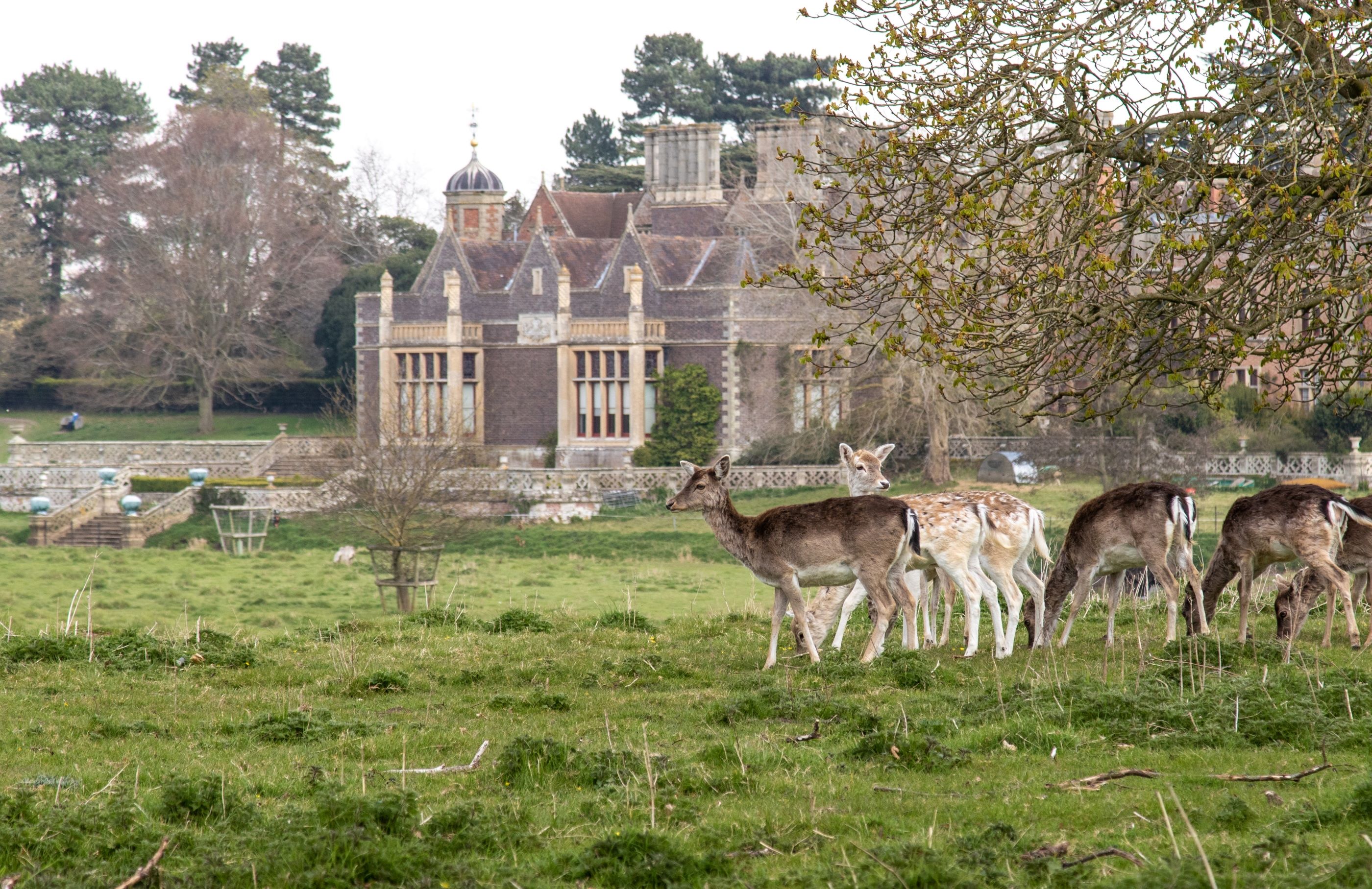 Charlecote Park and House in Winter with Deer and Does
