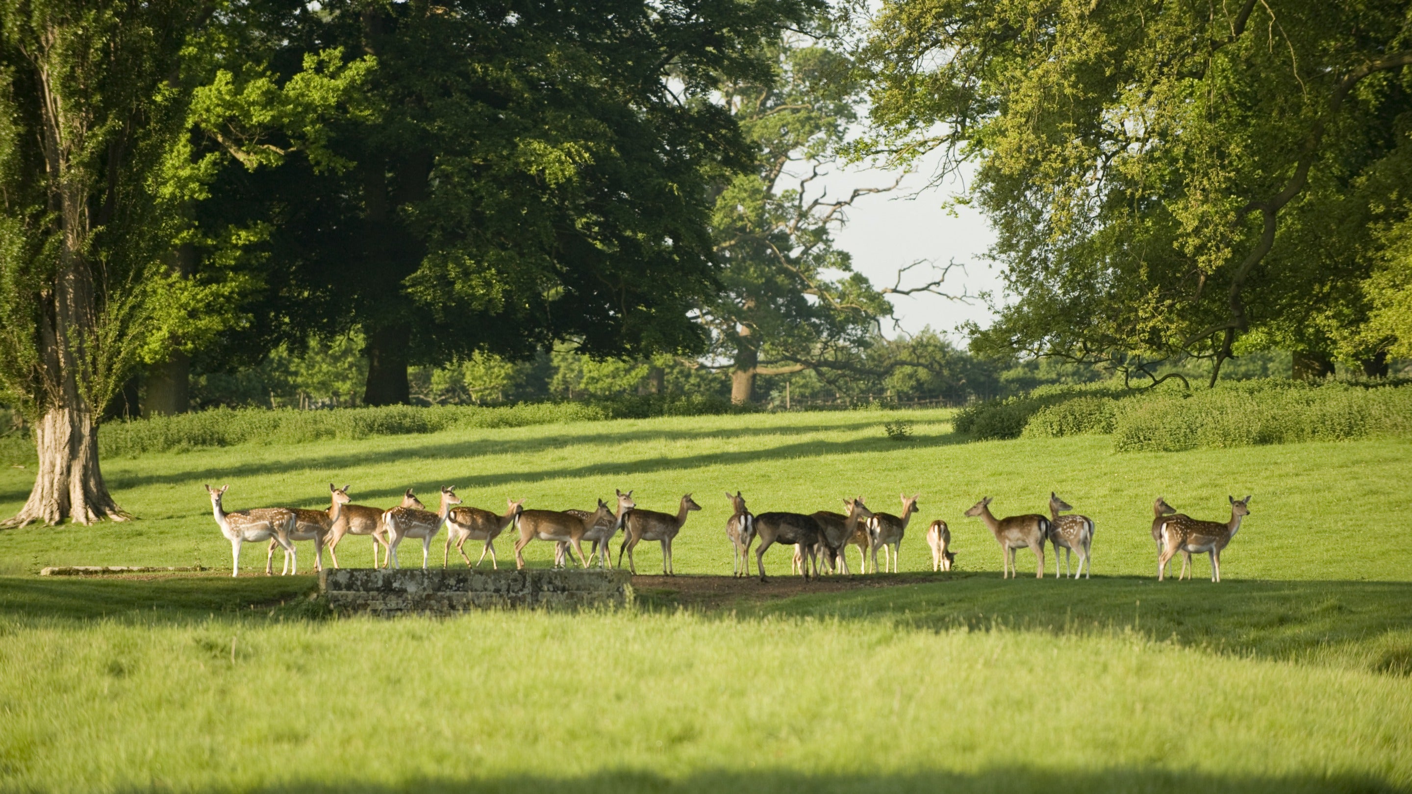 Fallow deer in the parkland at Charlecote Park, Warwickshire.