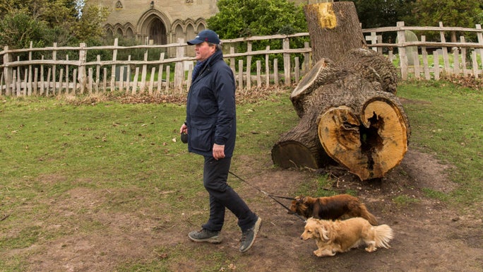 A man walking his dogs past a fallen tree, the trunk of which is shaped like a heart, at Charlecote Park, Warwickshire.