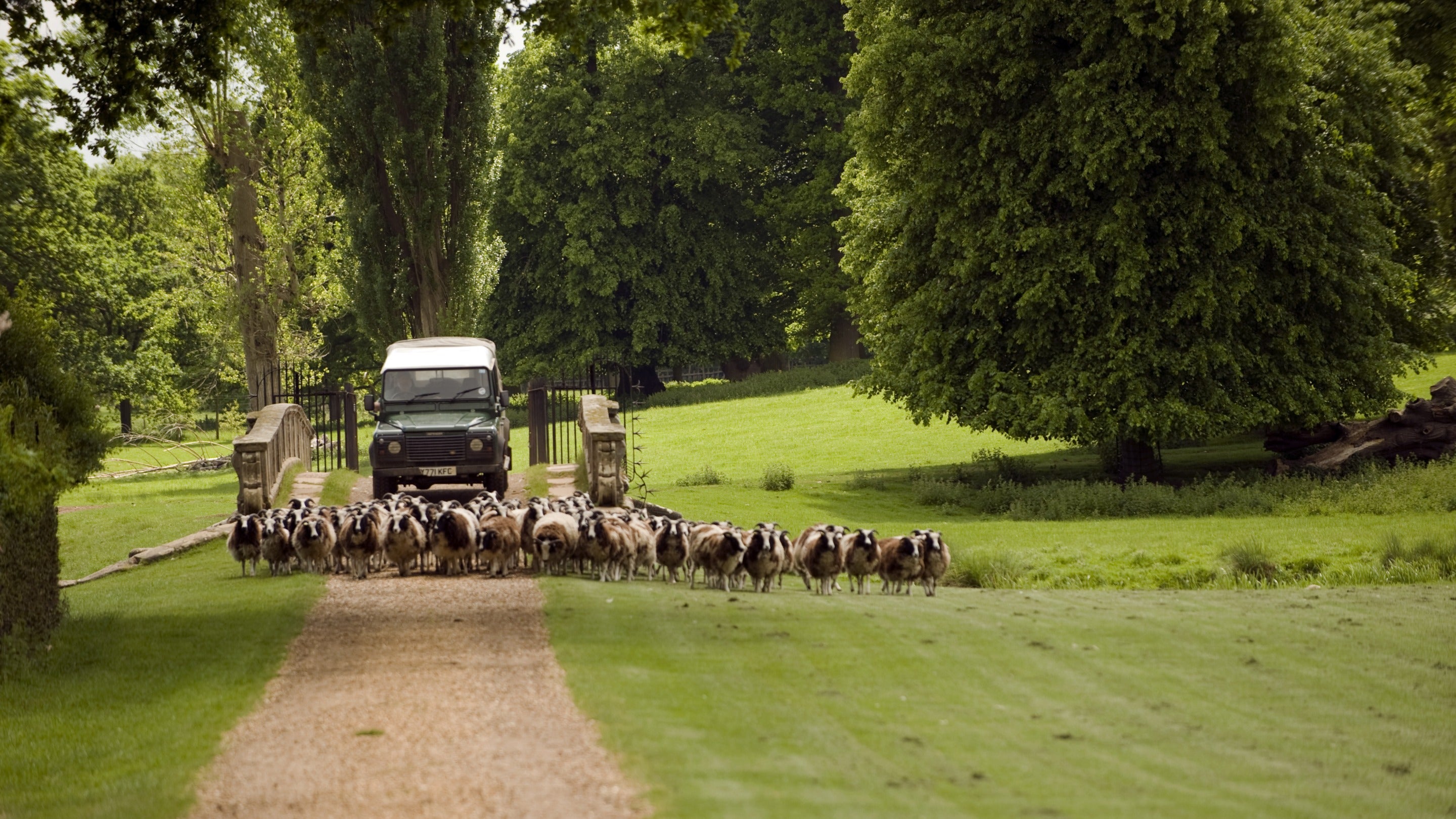Landrover with Jacob sheep on the estate at Charlecote Park, Warwickshire