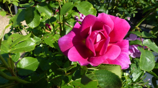 Princess Anne rose from Charlecote Park