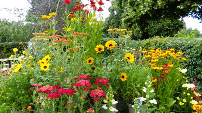Summer Flowers at Avenue Plants shop