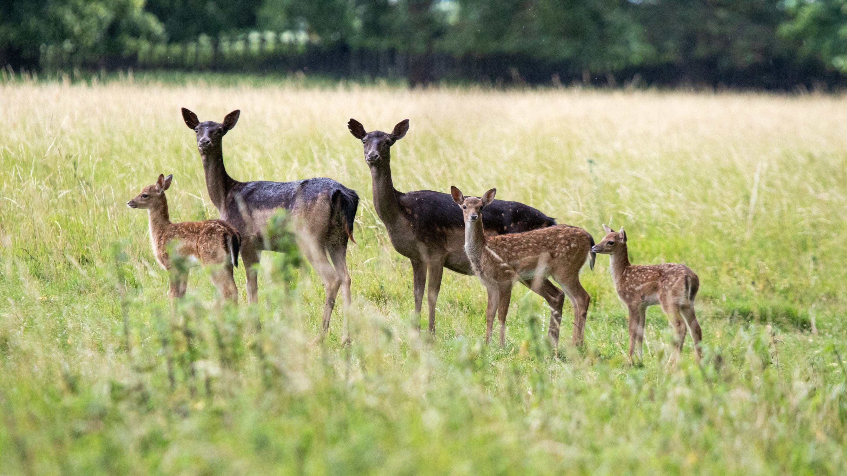 A pair of female deer are looking directly at the camera with several young fawns near their legs. The parkland grass is slightly parched and long and the weather is overcast.