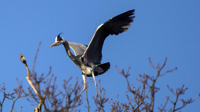 A heron swoops in to land at the top of the trees in the heronry, its legs and arms extended with feathers on top of it's head caught in the wind, against a bright blue, wintry sky.