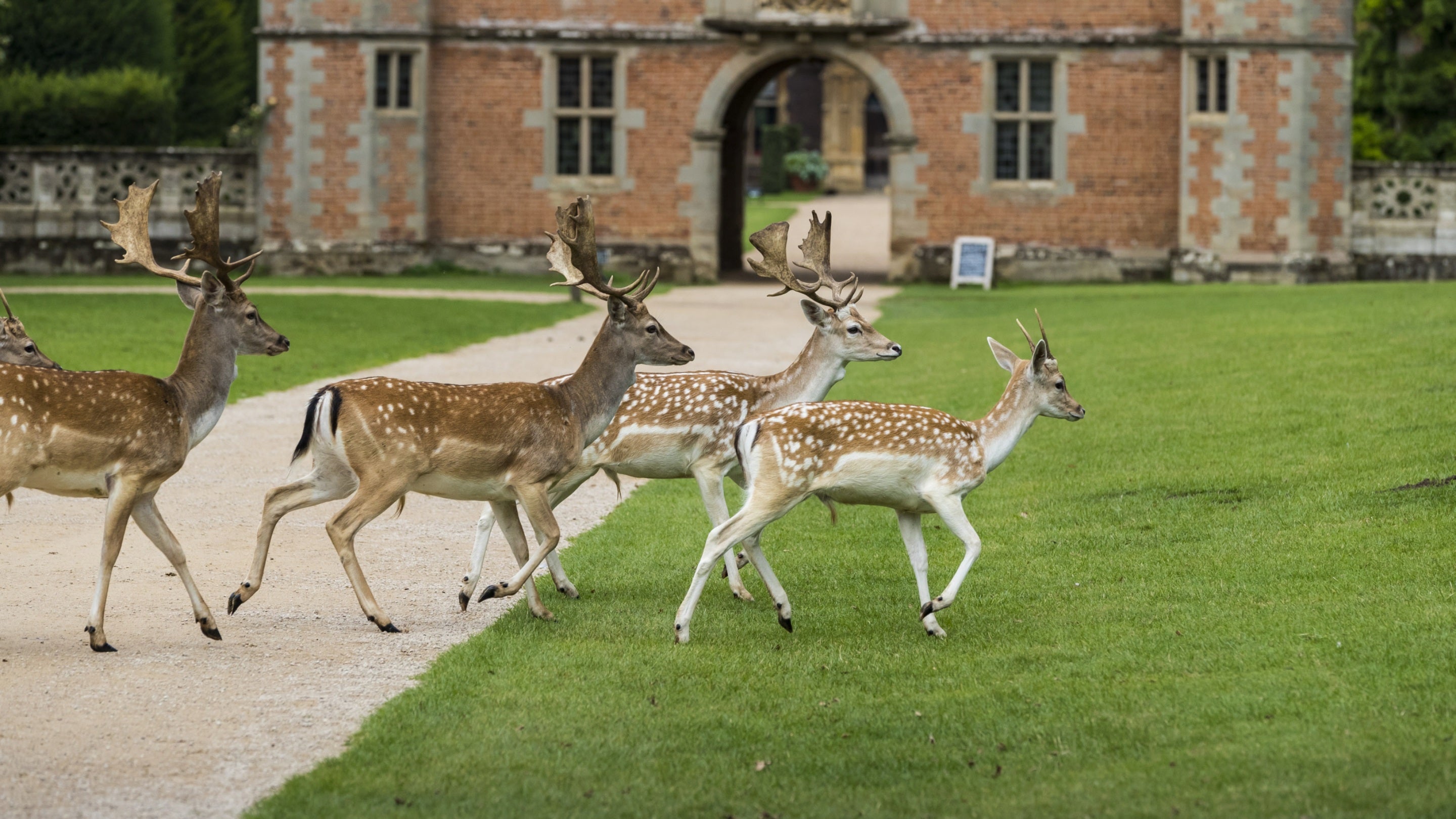 A herd of young fallow stags crossing a path at Charlecote Park with a glimpse of the gatehouse in the background