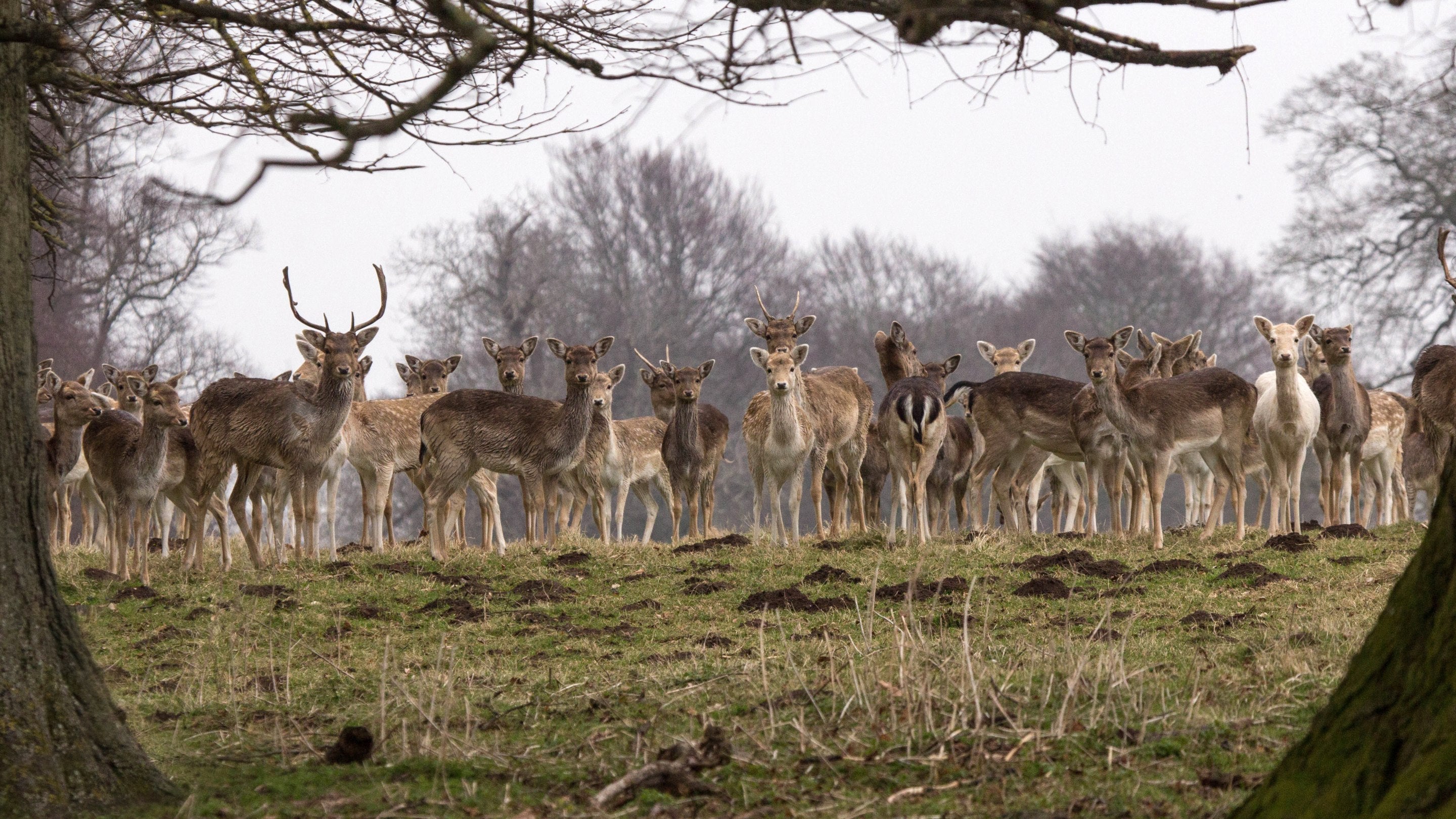 A herd of deer looking directly at the camera from the top of a grassy bank between two trees, with a wintry sky backdrop.