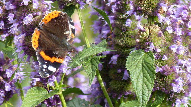 Autumn butterfly at Coughton Court