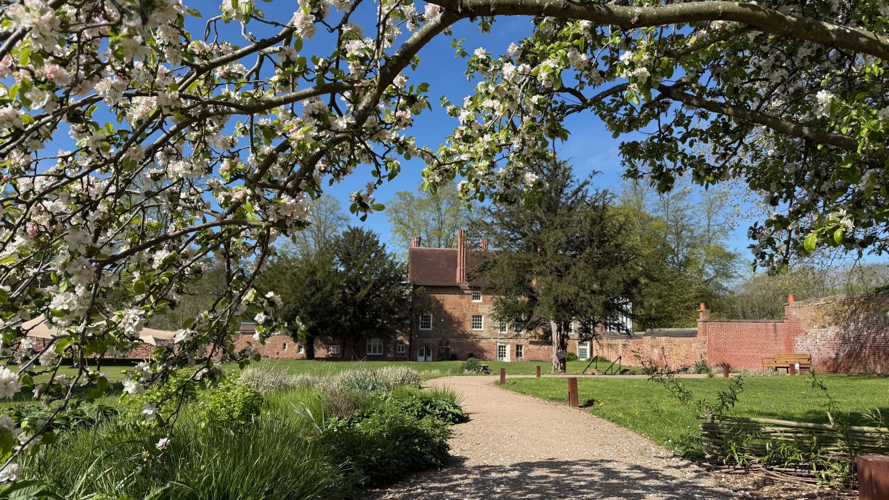 Blossom at Coventry Charterhouse