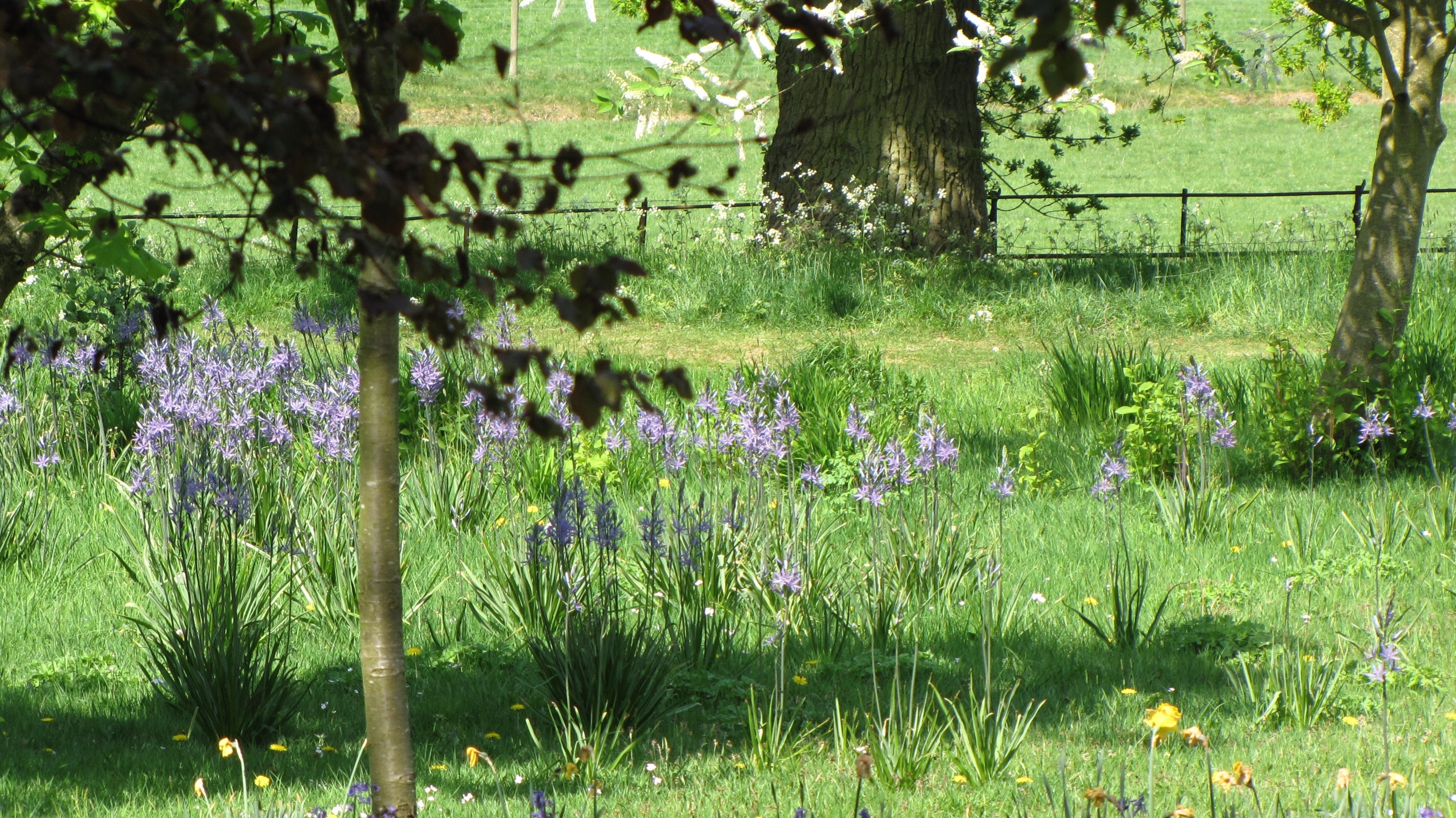 The spring gardens merge into the parkland at Packwood, Warwickshire