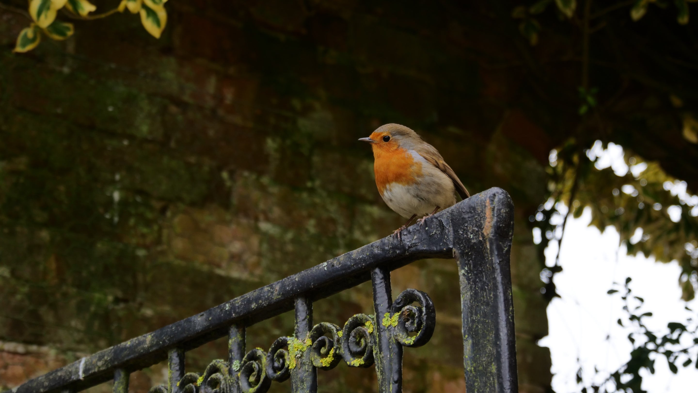 Red breast robin perched on top of a metal gate with spiral detail at the top. Behind is the top of an archway in a brick wall