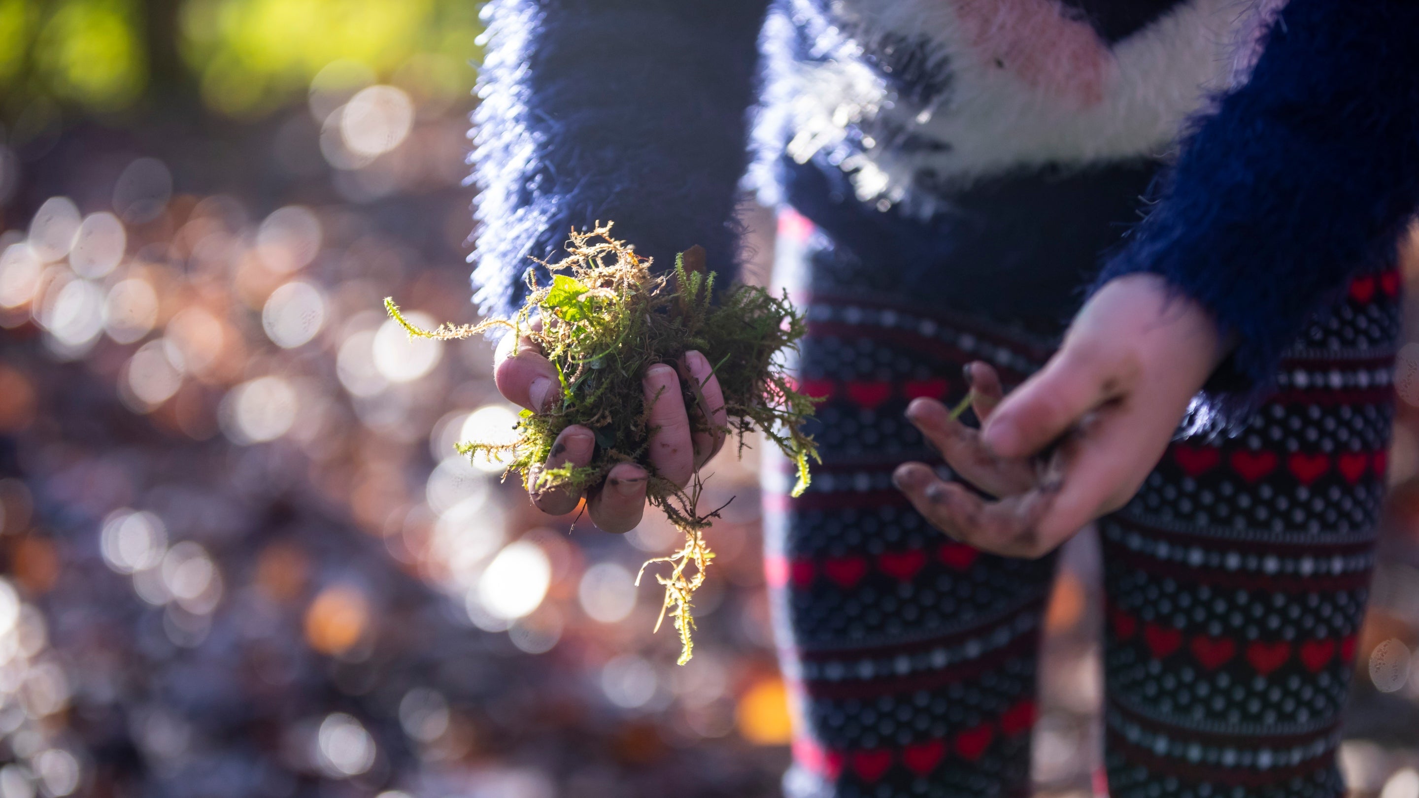 A close up of a child in a Christmas jumper holding greenery.