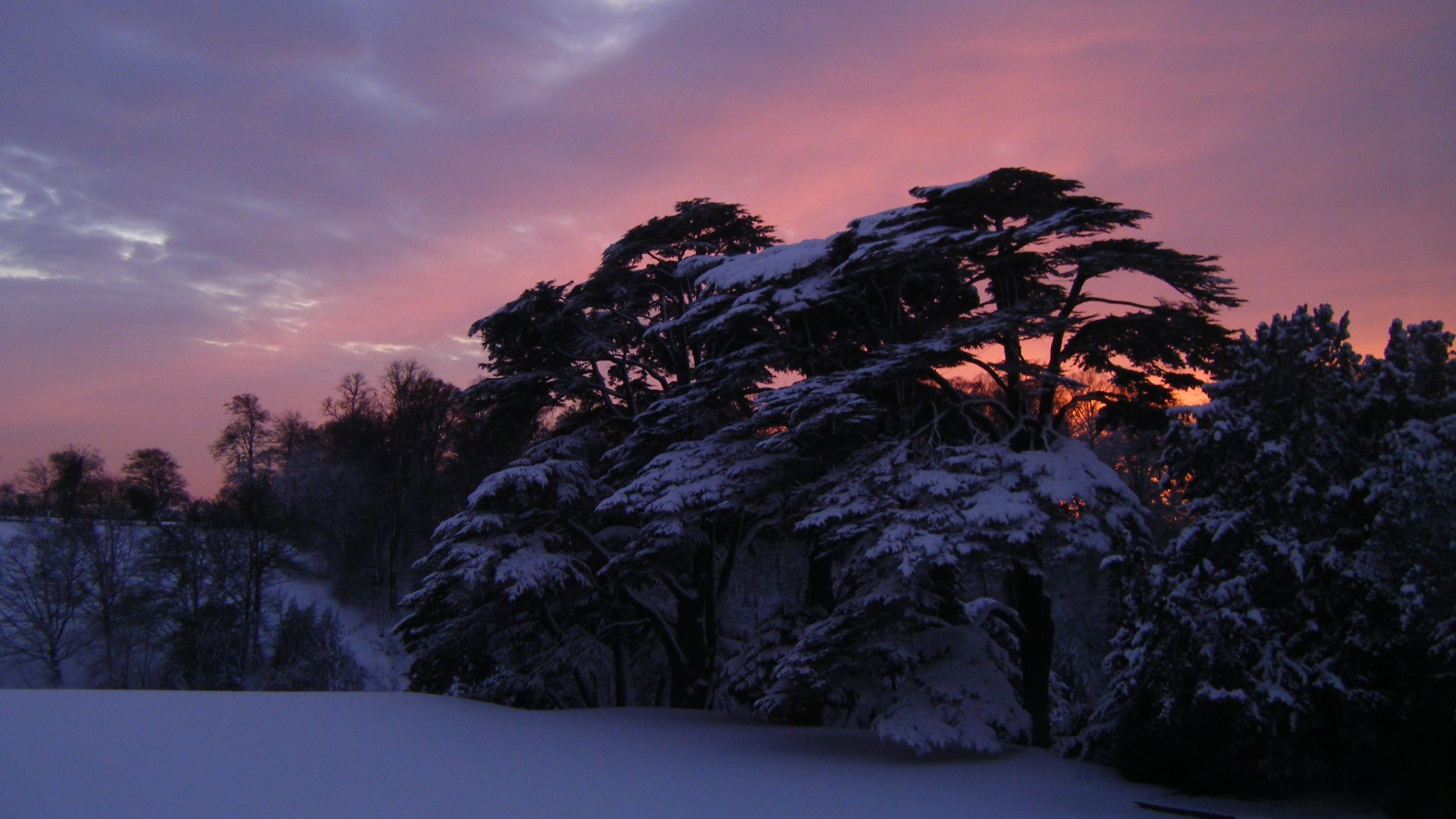 Cedar trees set against a pink winter sky with snow on the ground & branches Upton House & Gardens Warwickshire