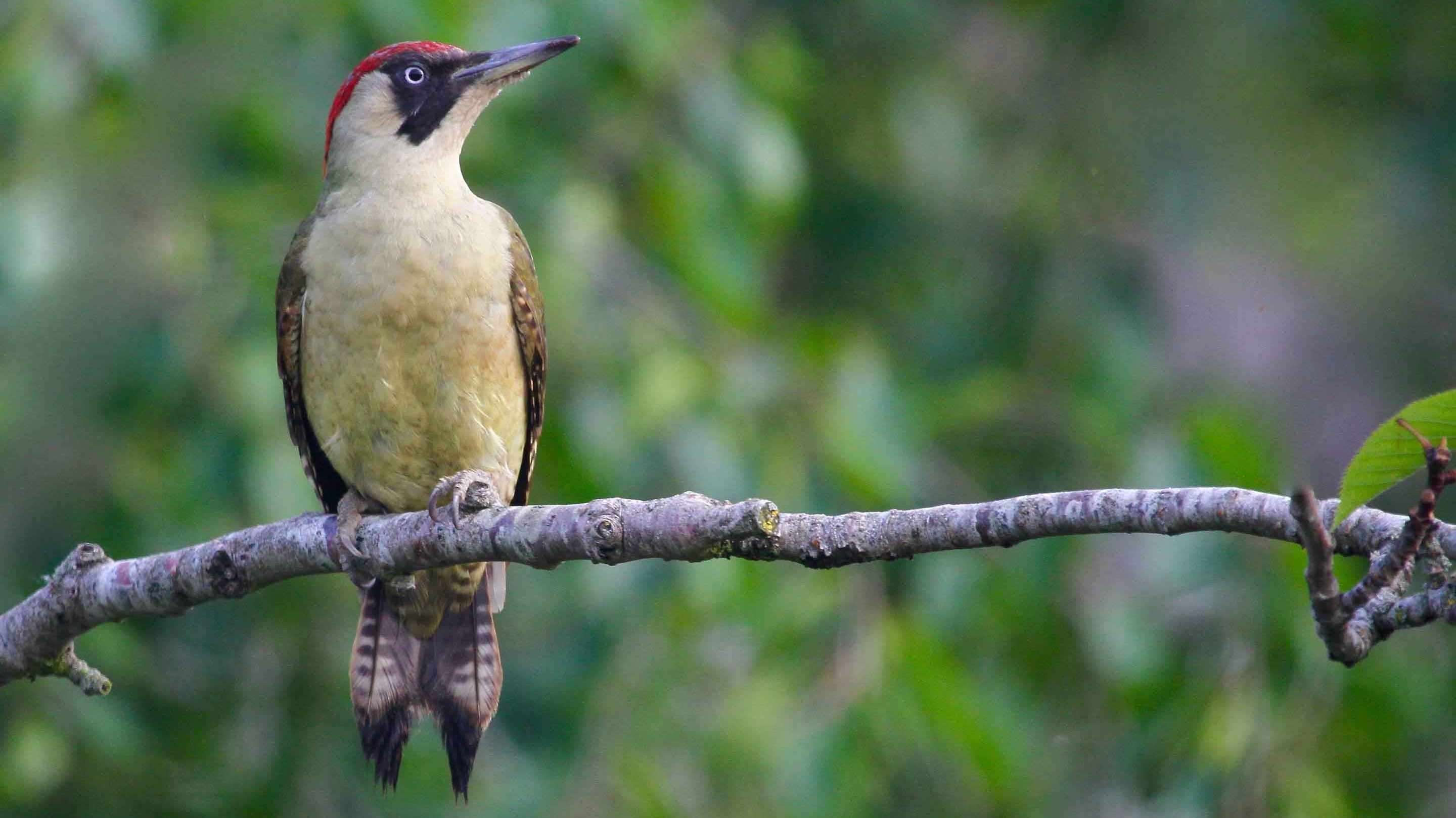 Green woodpecker perched on a twig at Avebury, Wiltshire
