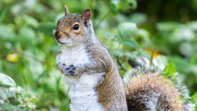 A close up of a grey squirrel standing on its hind legs and looking off to the left, against a background of green foliage and leaves.