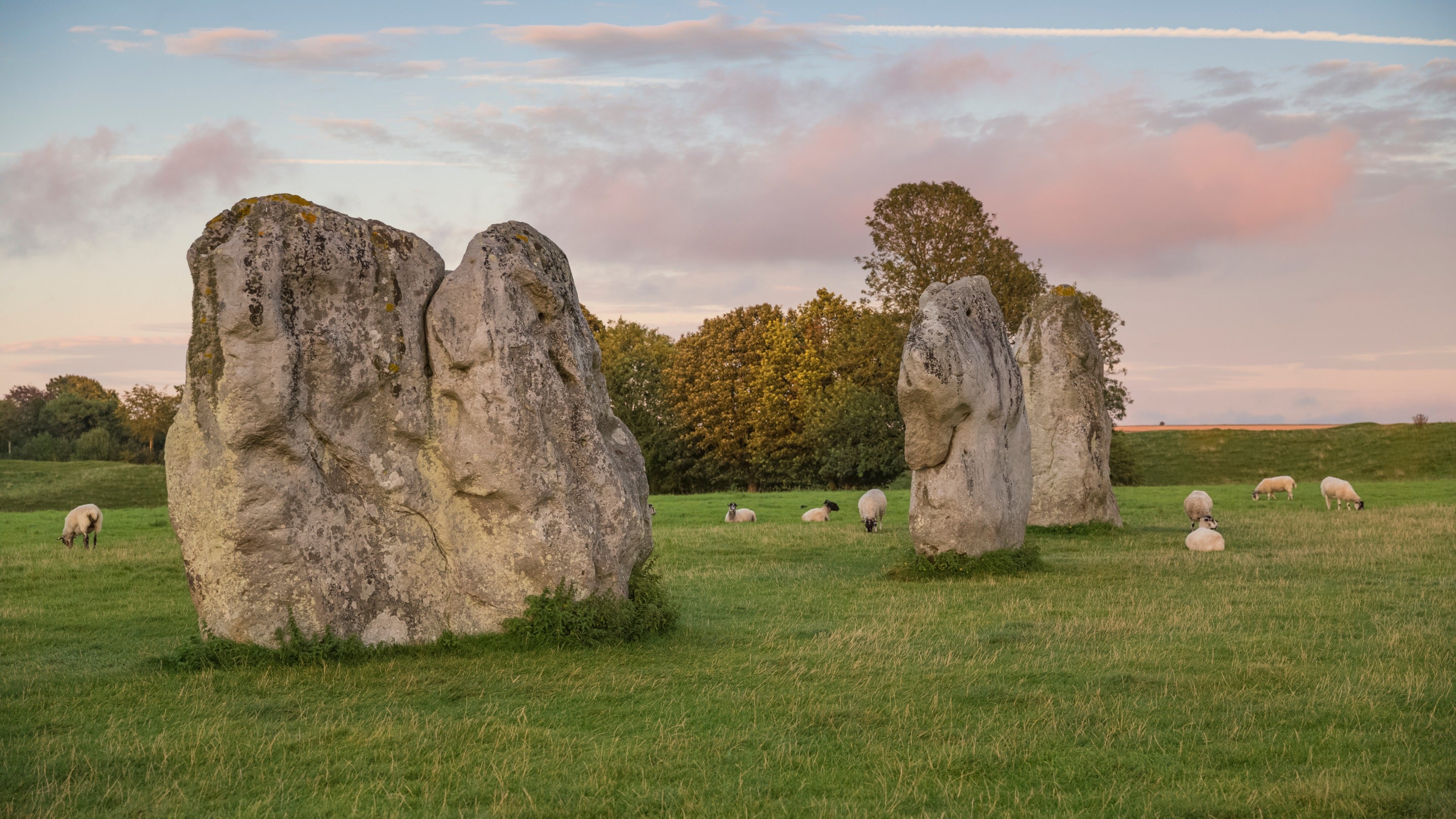 Sheep grazing around the standing stones at Avebury with autumn trees in the background in Wiltshire.