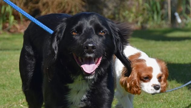 A close-up of a black dog and a white and brown dog walking in Avebury Manor Garden