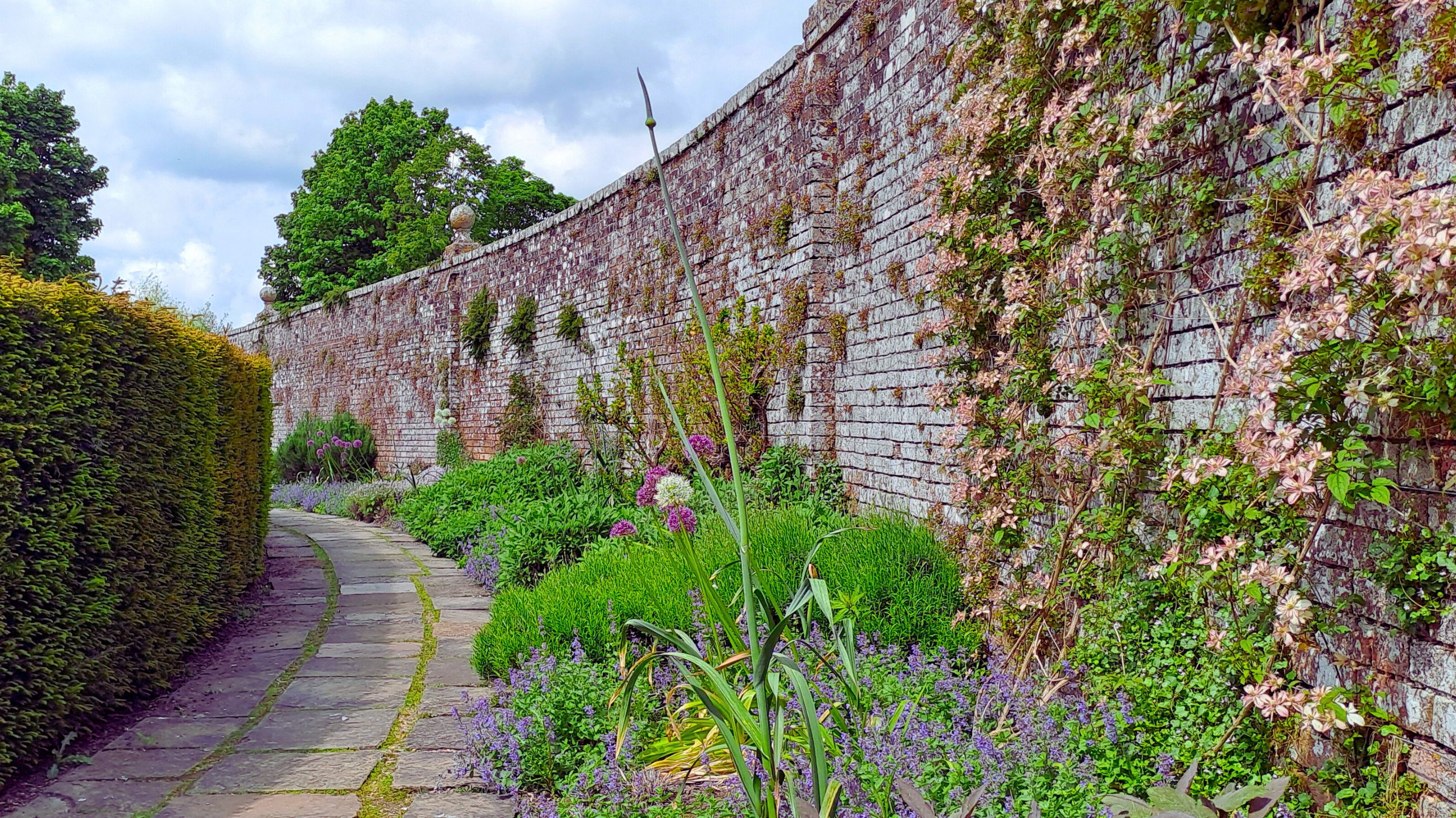 Flowers growing in the Half Moon garden at Avebury