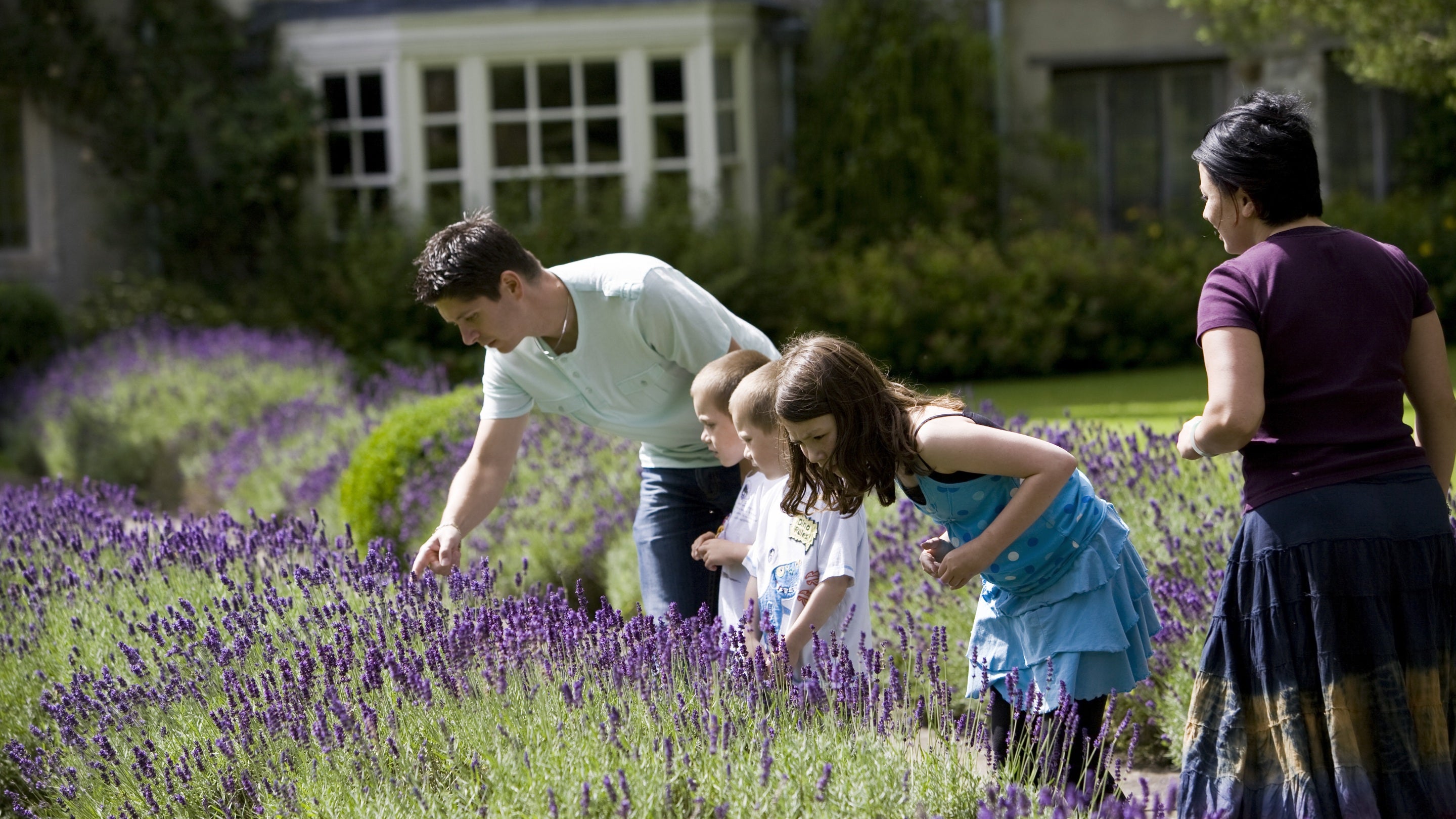 Family looking at the double lavender borders in the garden at Avebury Manor, Wiltshire