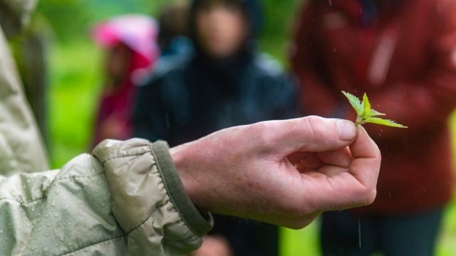 A close-up of a hand holding a plant during a foraging workshop.