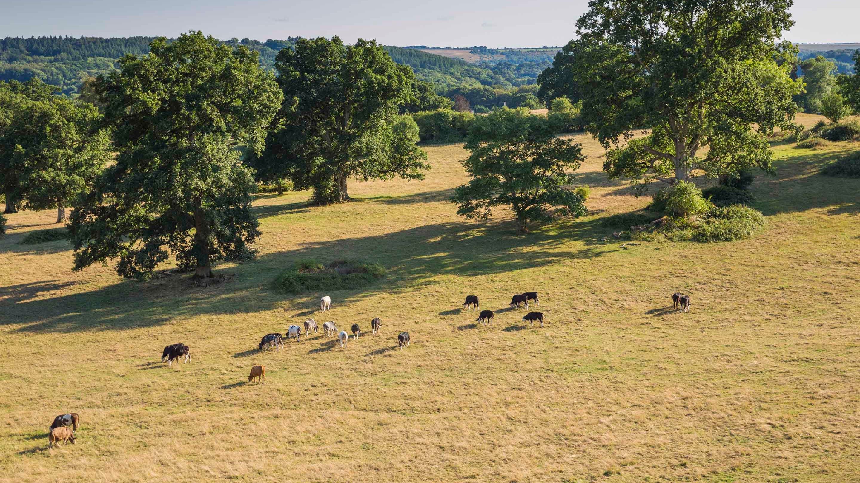 View of cattle grazing in Dinton Park from the roof of Philipps House, Wiltshire