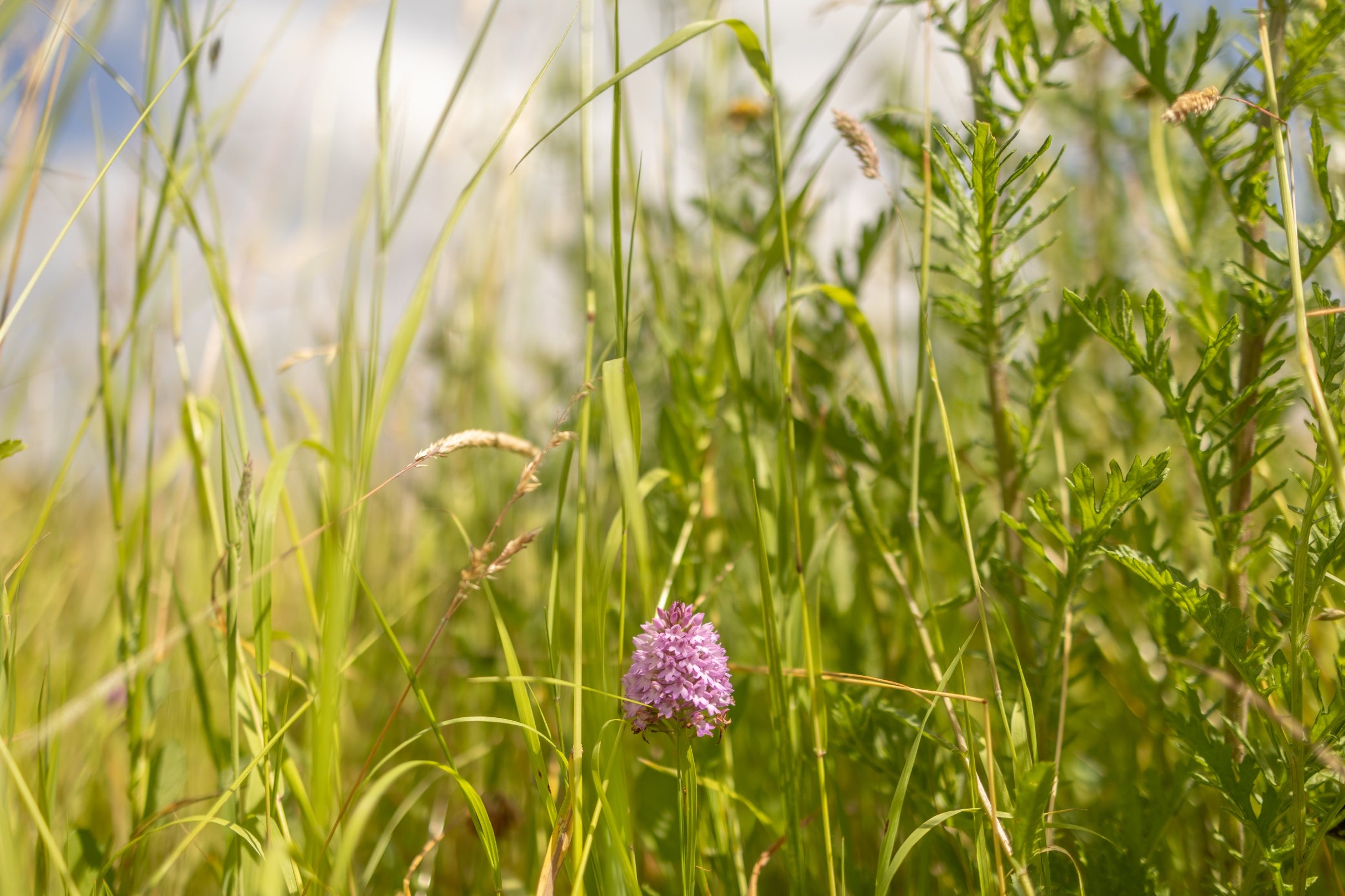A close up of a purple pyramidal orchid amongst a field of crops