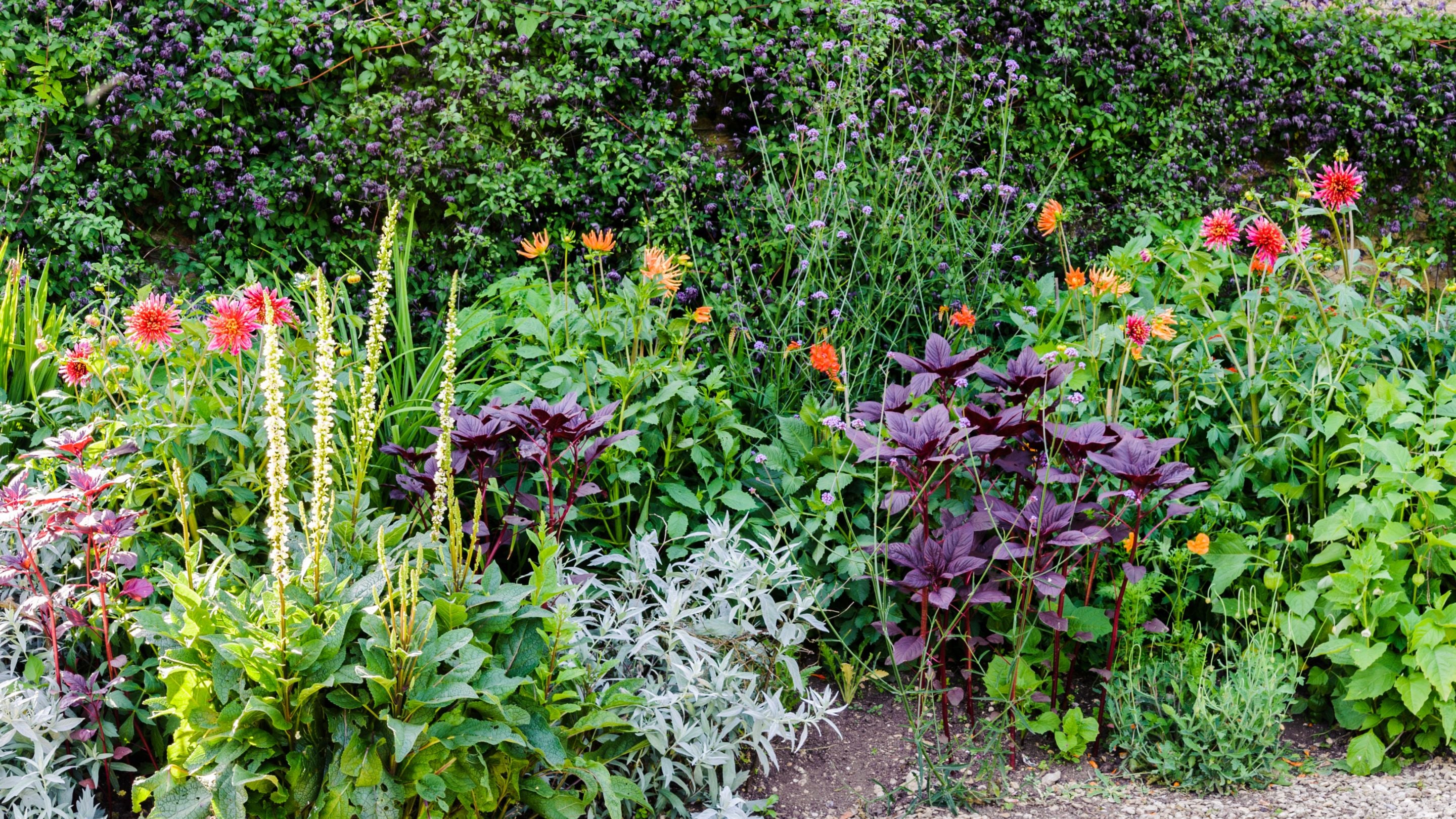 The stable border in bloom at Great Chalfield Manor, Wiltshire