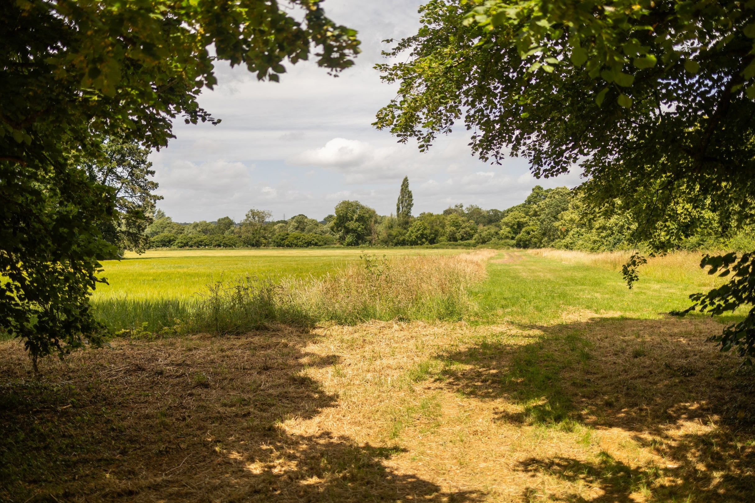 A sunny view of farmland framed by trees at Great Chalfield, shadow from the branches either side creates a sunny pathway in the centre leading off into a grass meadow.