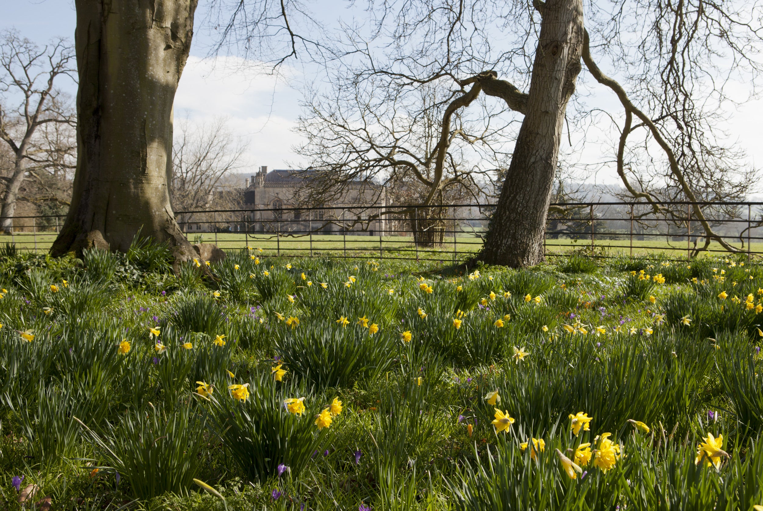 Daffodils shining in the sun in the foreground, with a view of Lacock Abbey in the background.
