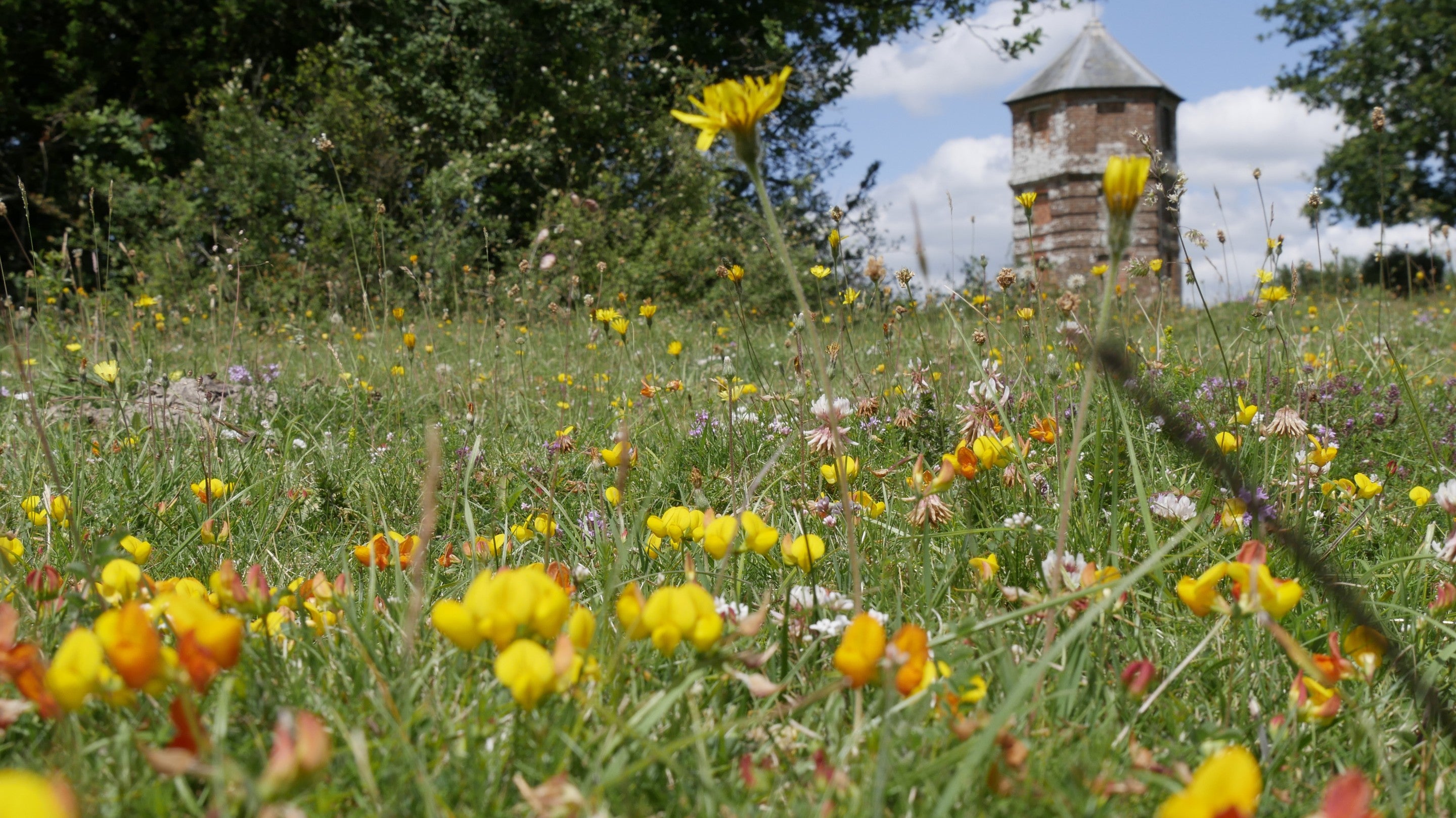 Meadow flowers at Pepperbox Hill, Wiltshire