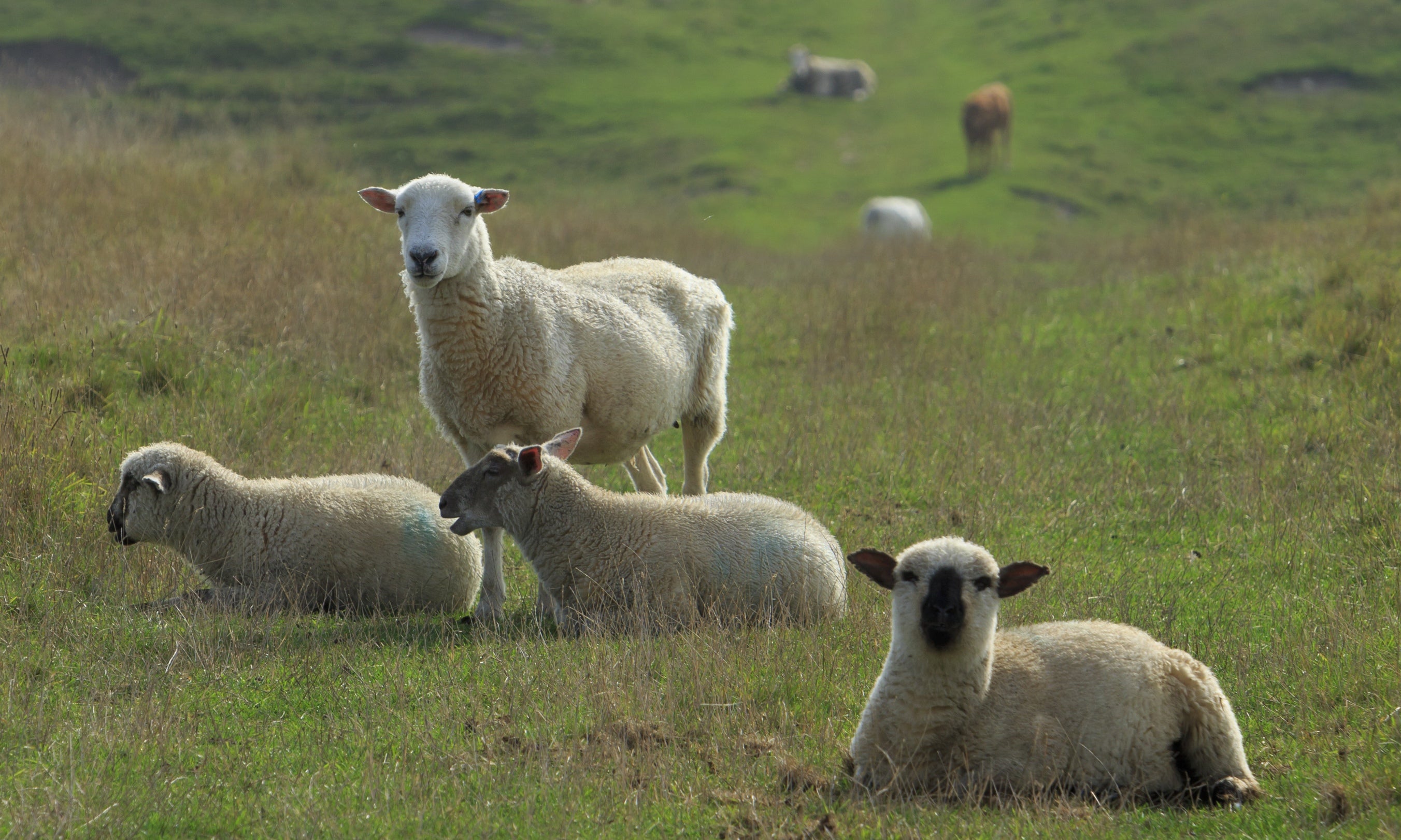 Contented looking sheep sitting in the Stonehenge Landscape