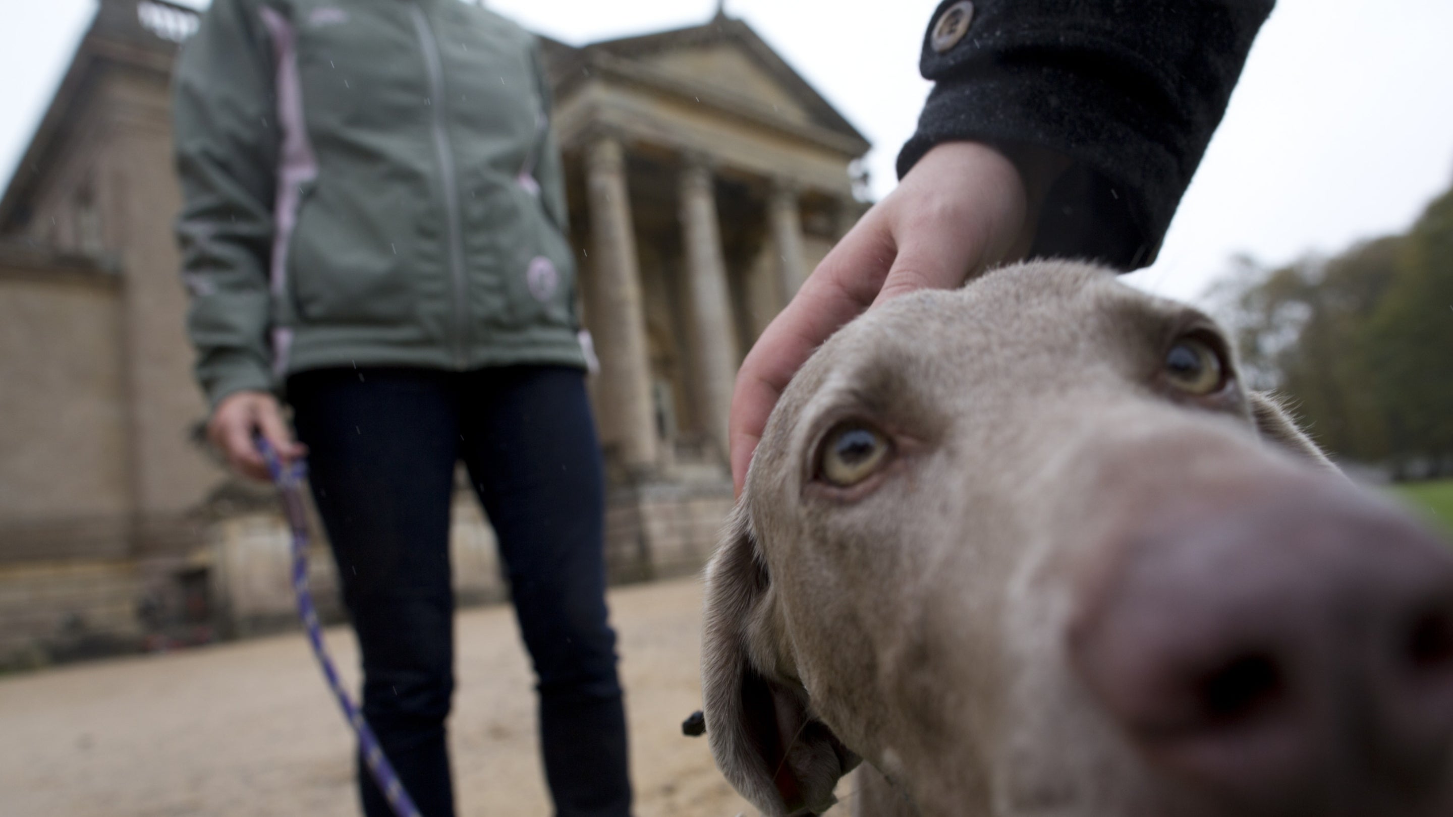 A large dog boops the camera with its nose, with its owner and the Palladian front of Stourhead House in the background