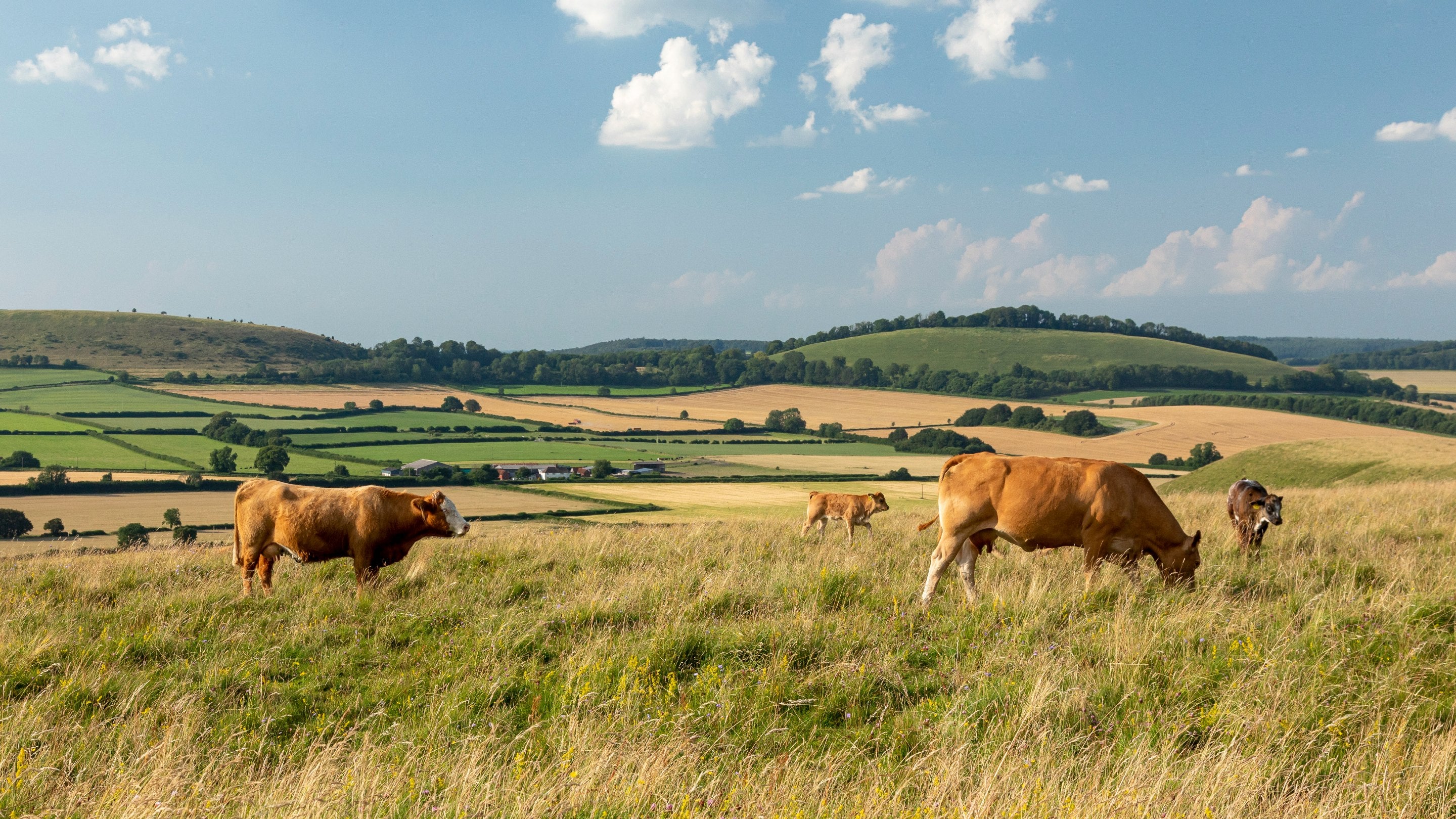Cattle grazing at White Sheet Hill, Wiltshire