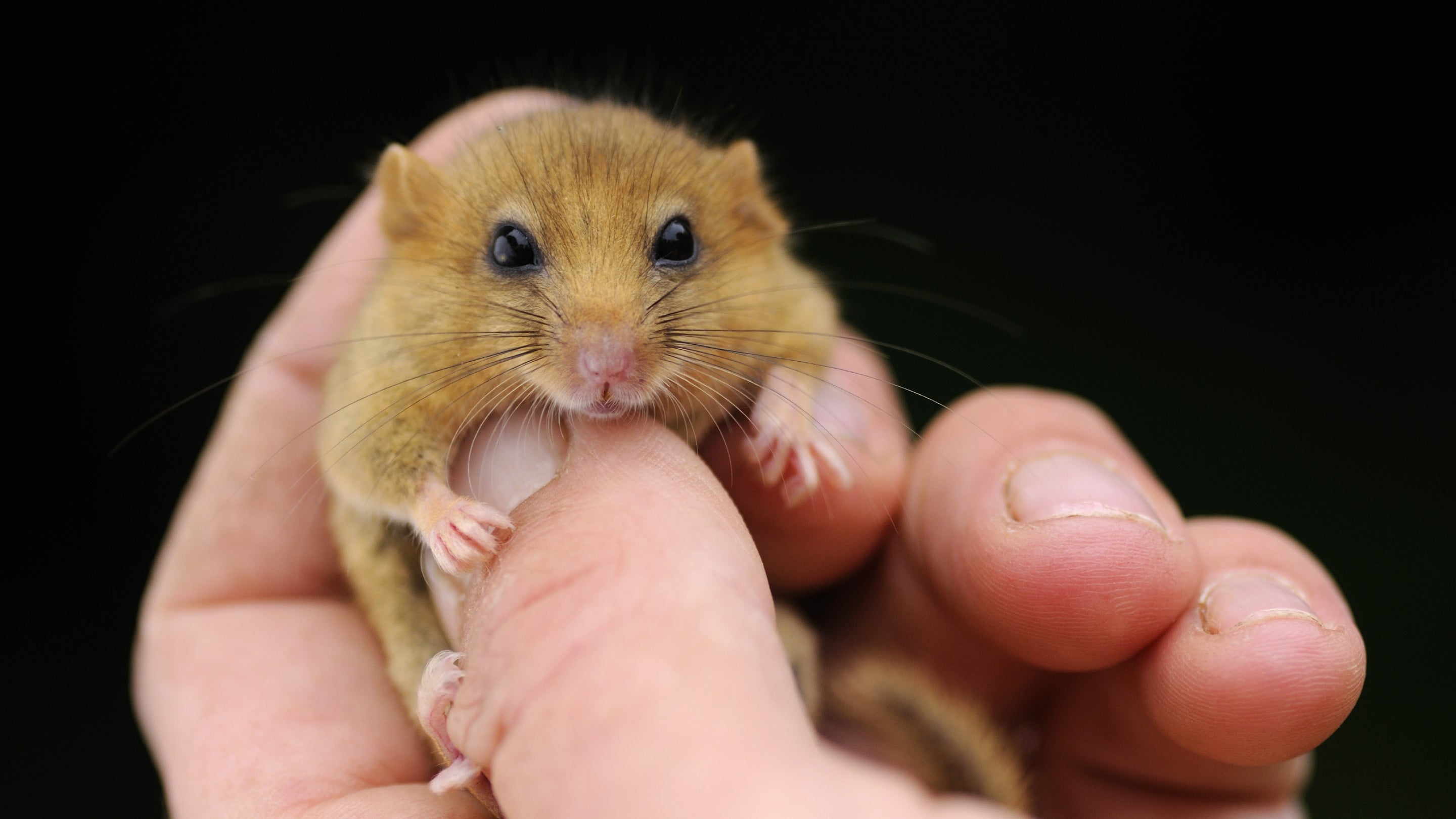Dormouse at Hembury Wood, Dartmoor