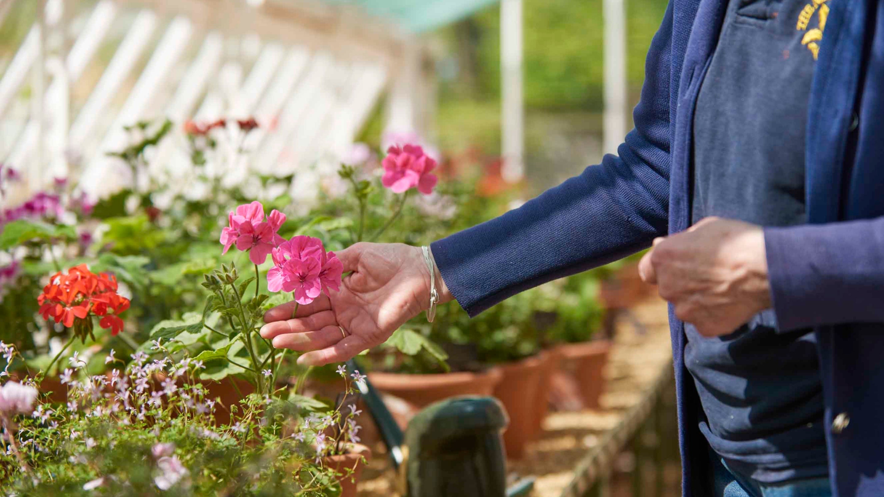 Volunteer showing a pink plant to the camera in the glasshouse at Stourhead, Wiltshire
