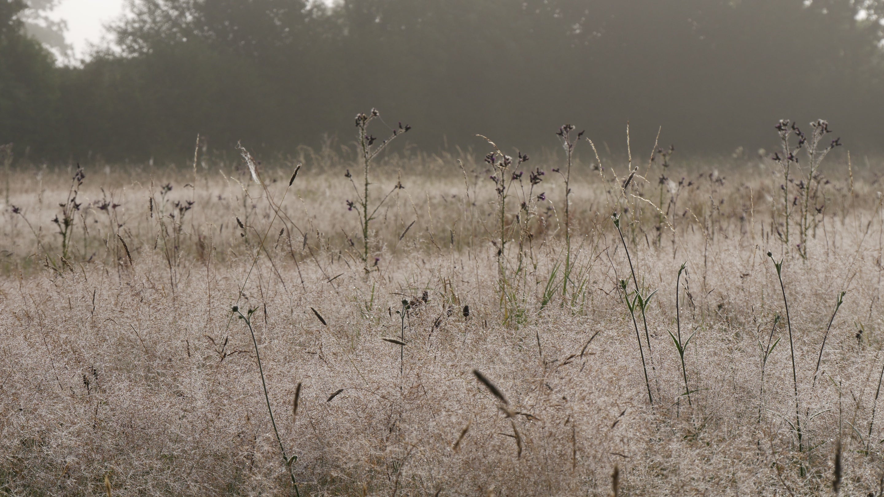 Meadow plants gone to seed, with early morning light across the meadows.