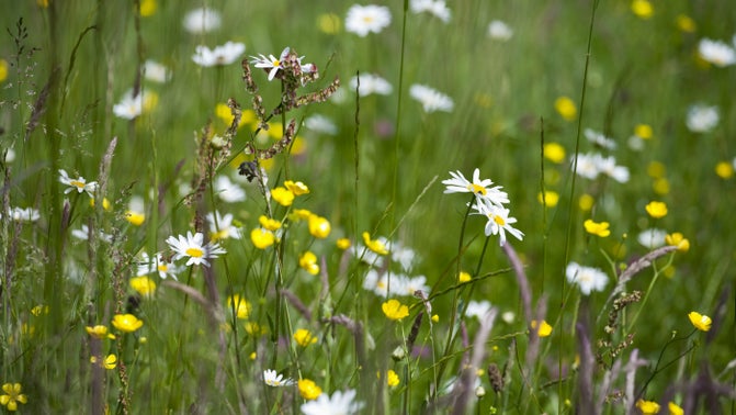 Sutton Lane Meadows