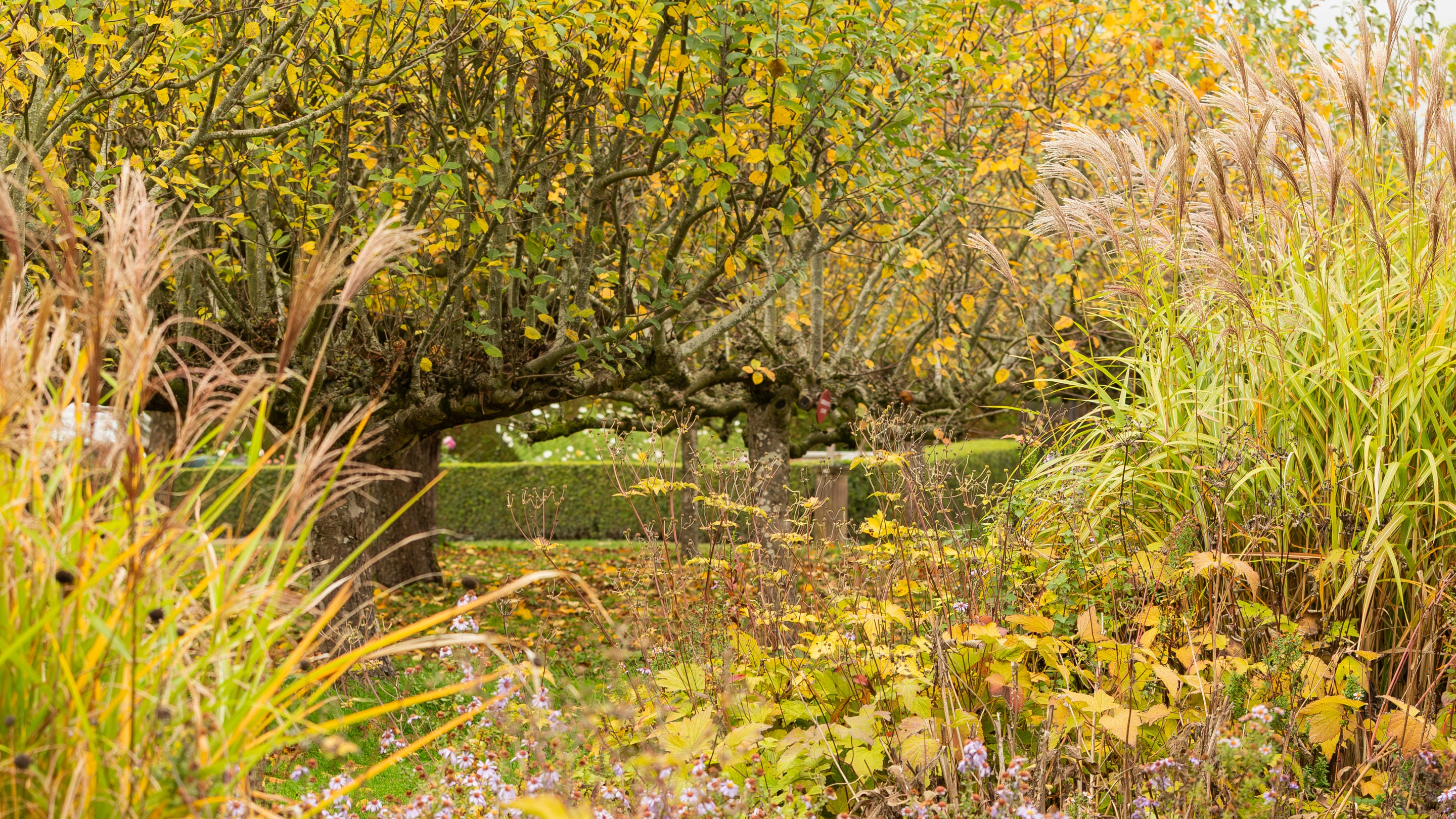 The walled garden looking autumnal with orange leaves on the apple trees.