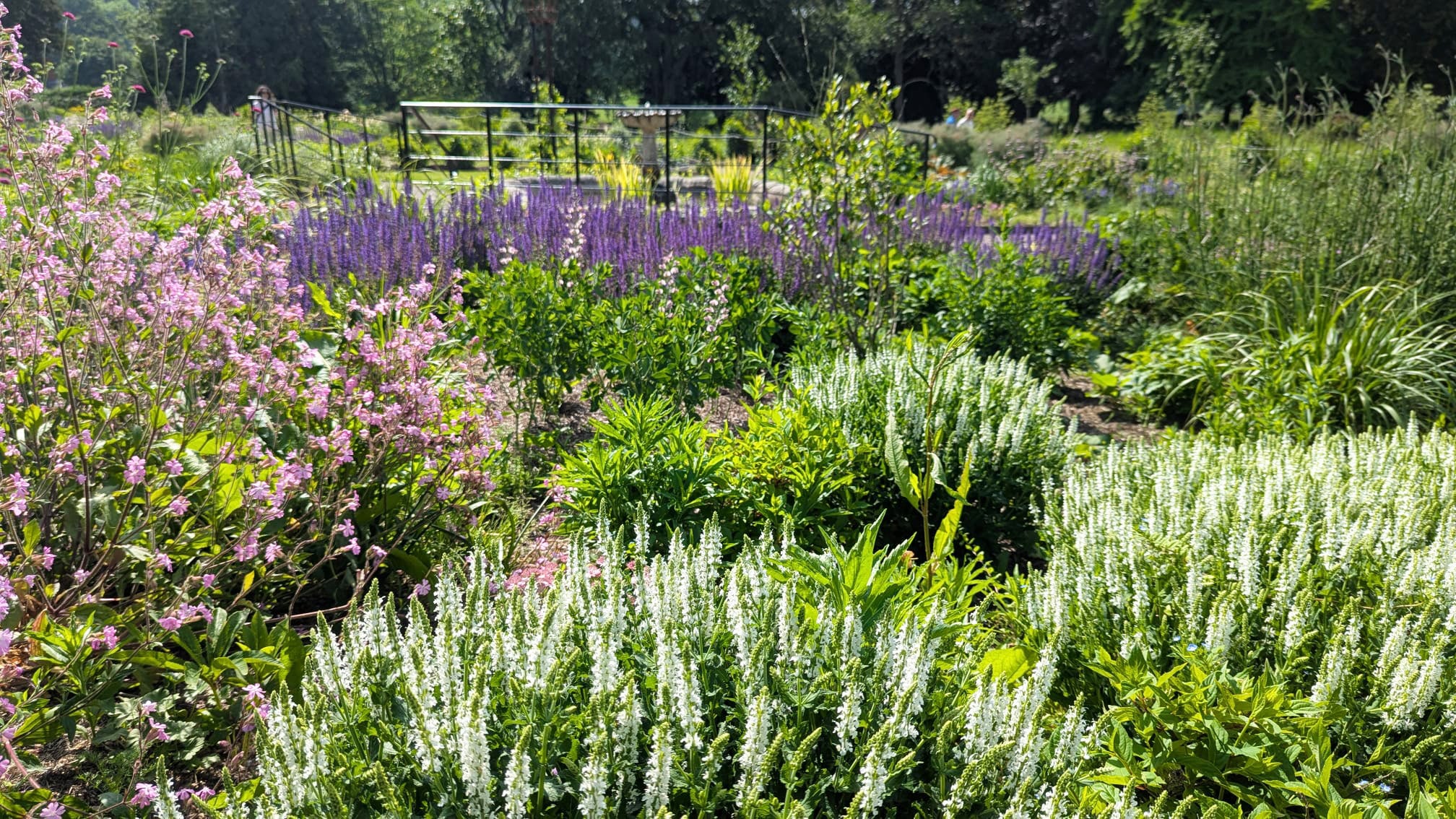White, pink and purple flowers with lots of lush greenery in large flower beds.