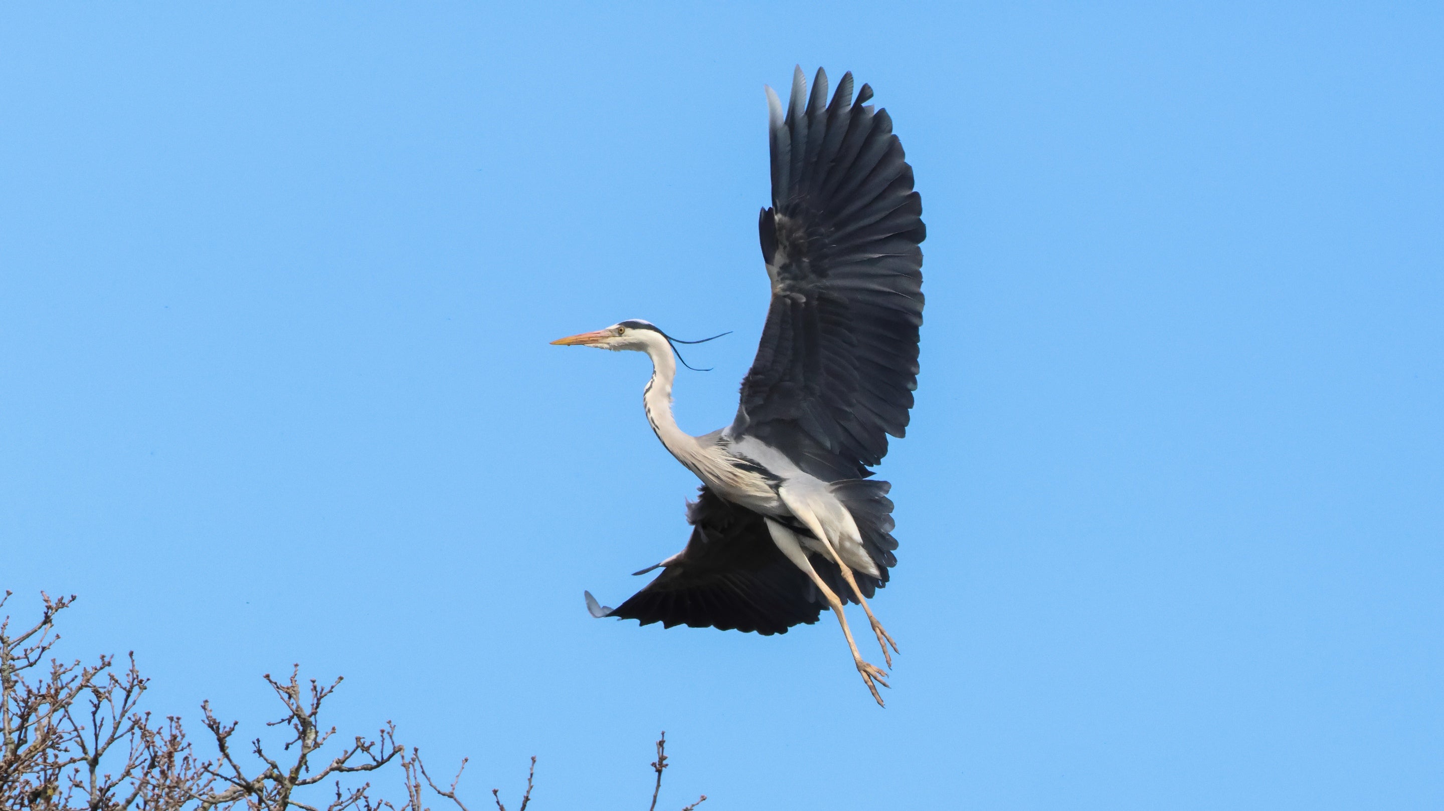 a heron in flight with its wings spread out