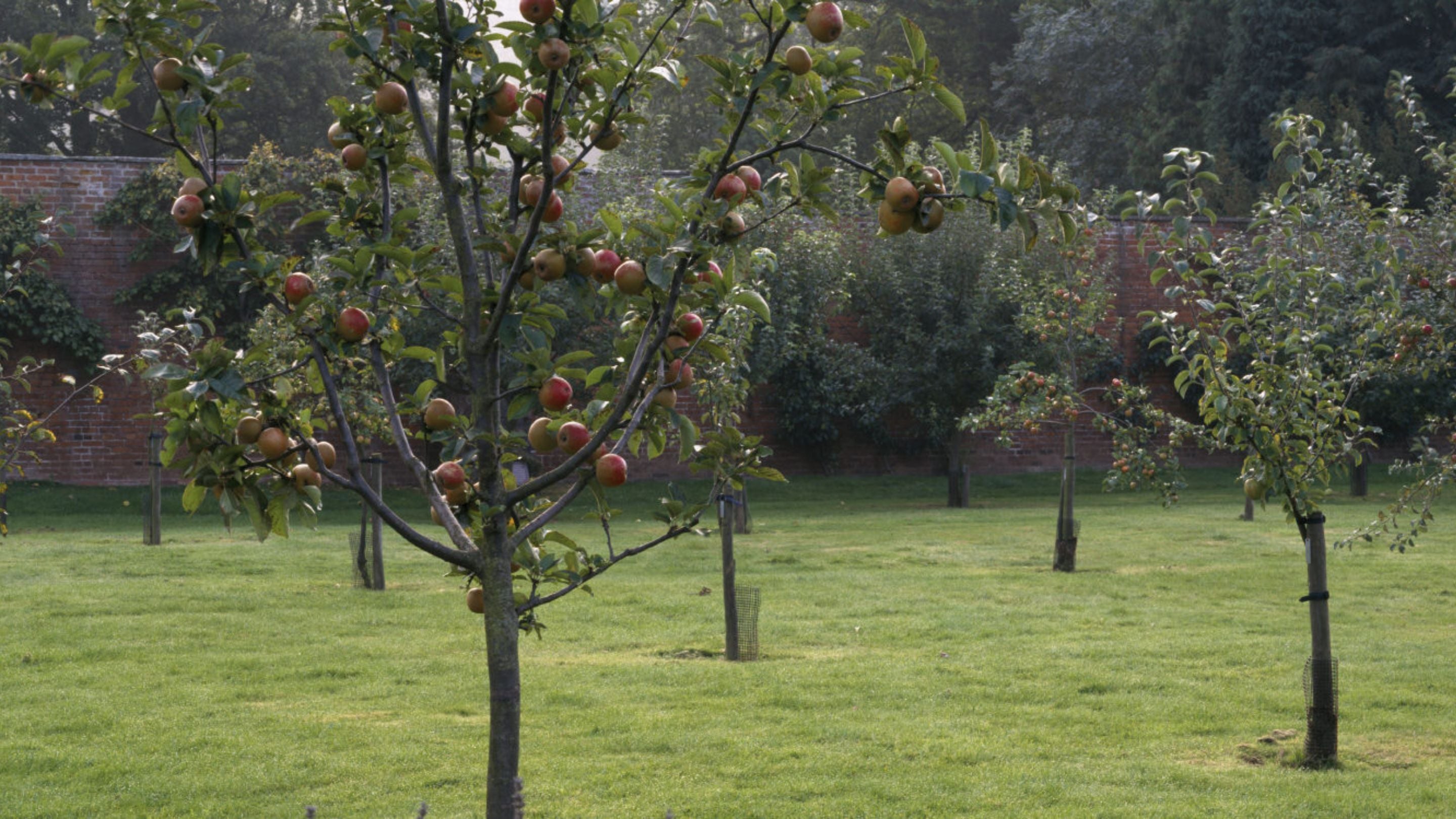 Apples hanging from a tree in the orchard in the walled garden at Berrington Hall, Herefordshire.