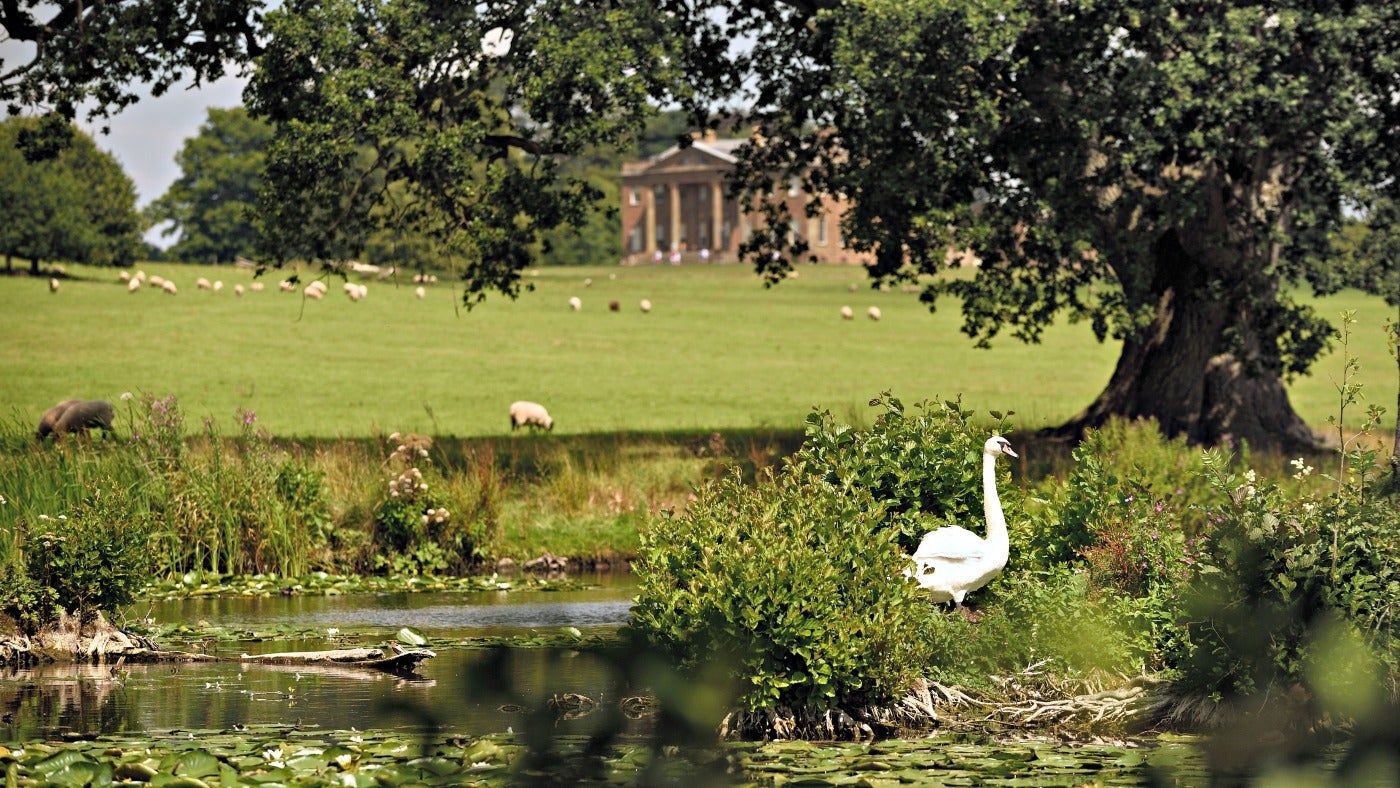 Swans on the lake