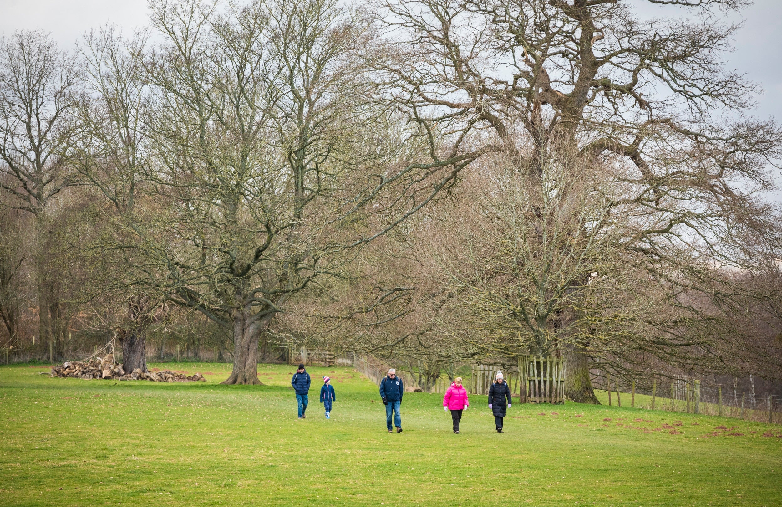 Family walking in Berrington Hall's winter parkland, surrounded by bare trees.