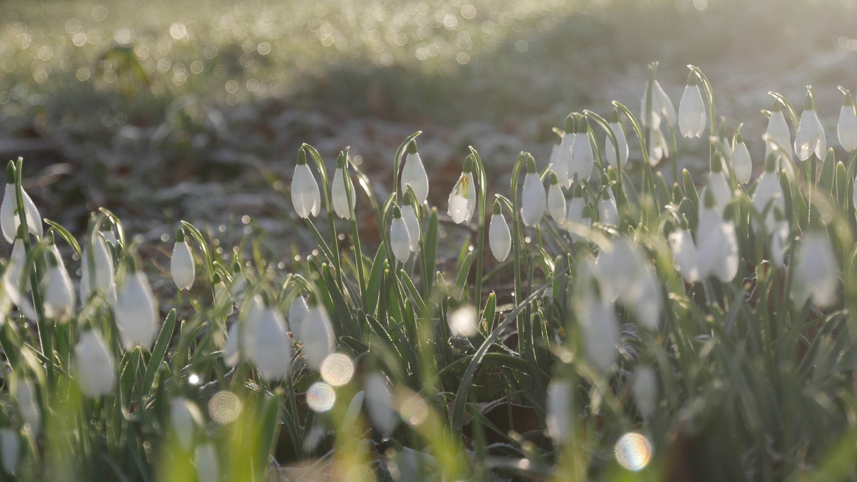 A cluster of snowdrops in the grass, covered in dew.